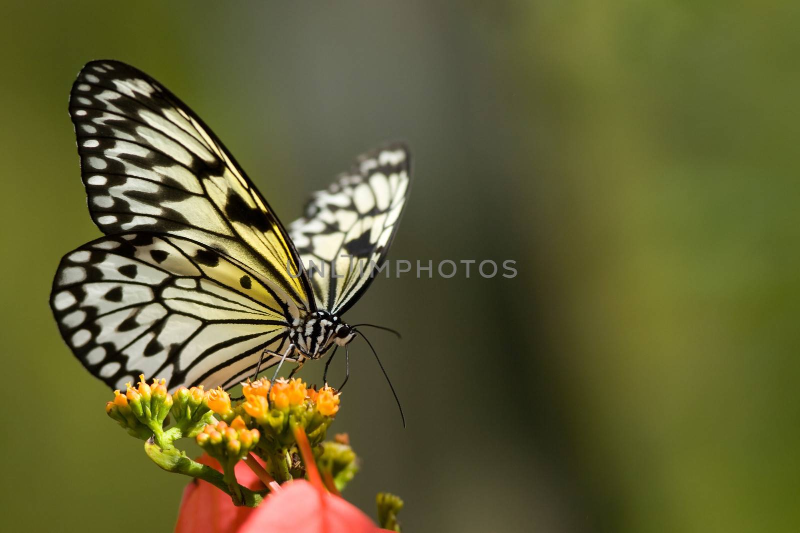 A Tree Nymph Butterfly on a flower opening its beautiful white, yellow and black wings.