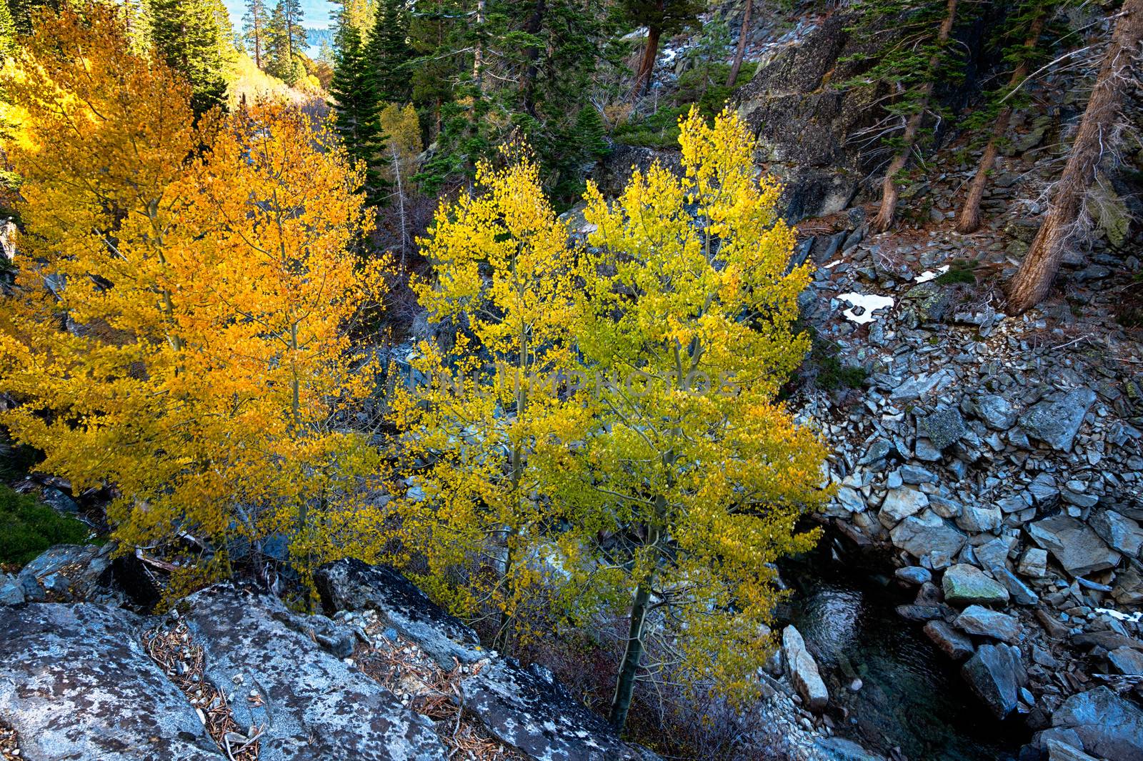 High angle view of trees, Lake Tahoe, Sierra Nevada, California, USA