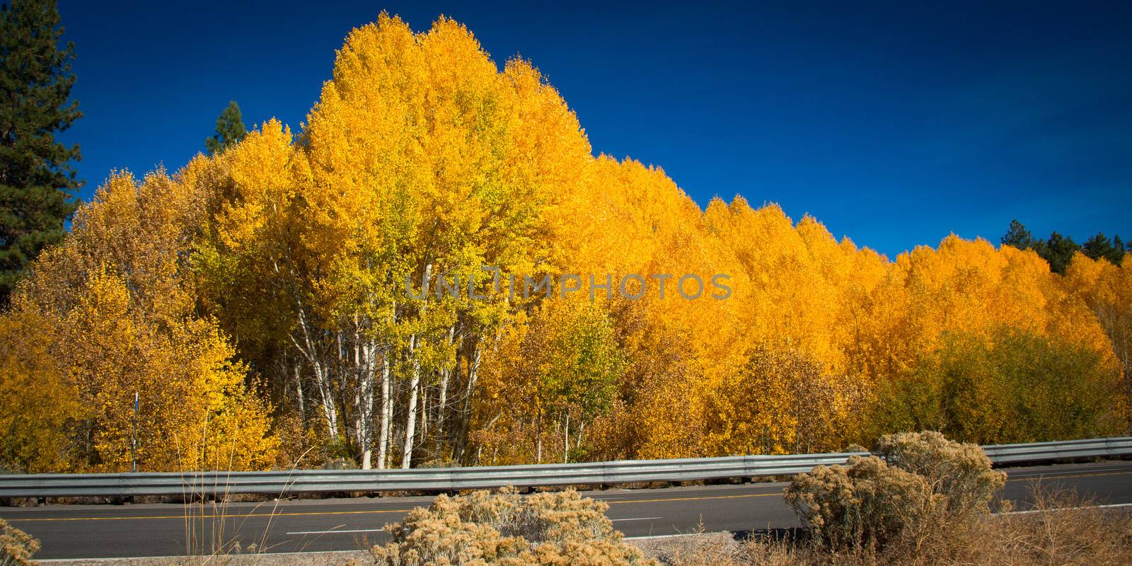 Autumn yellow trees, Lake Tahoe, California, USA