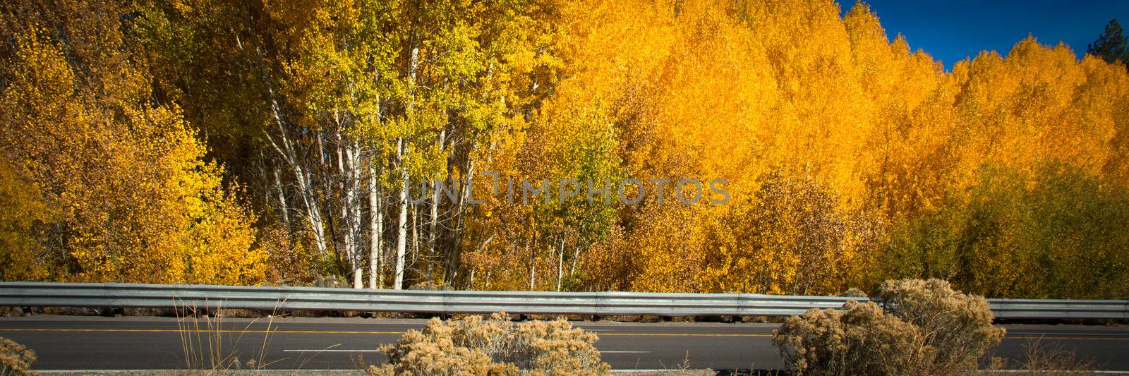 Autumn yellow trees, Lake Tahoe, California, USA