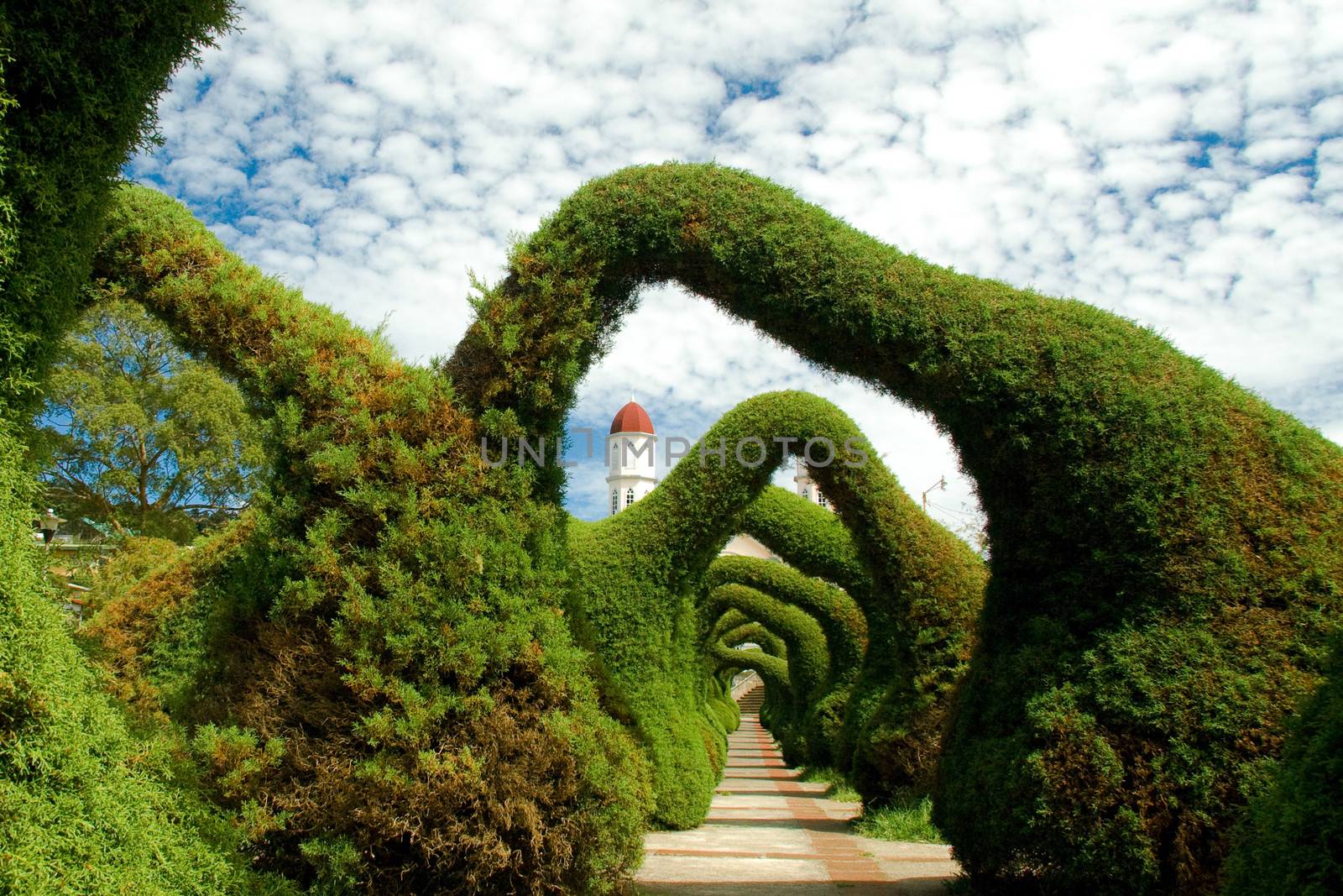 Trimmed hedges  by CelsoDiniz