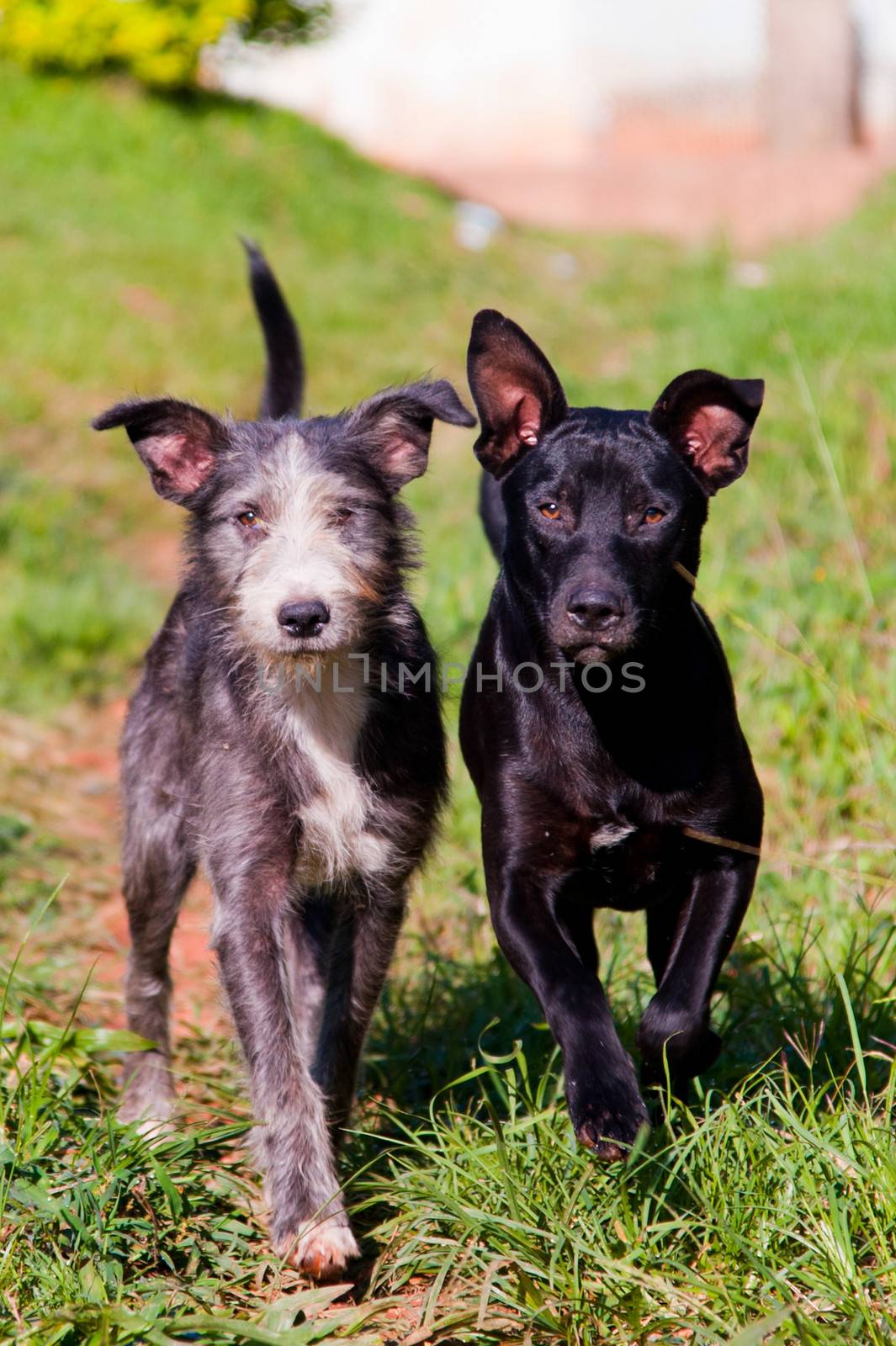 Two cute dogs walking together on green grass.