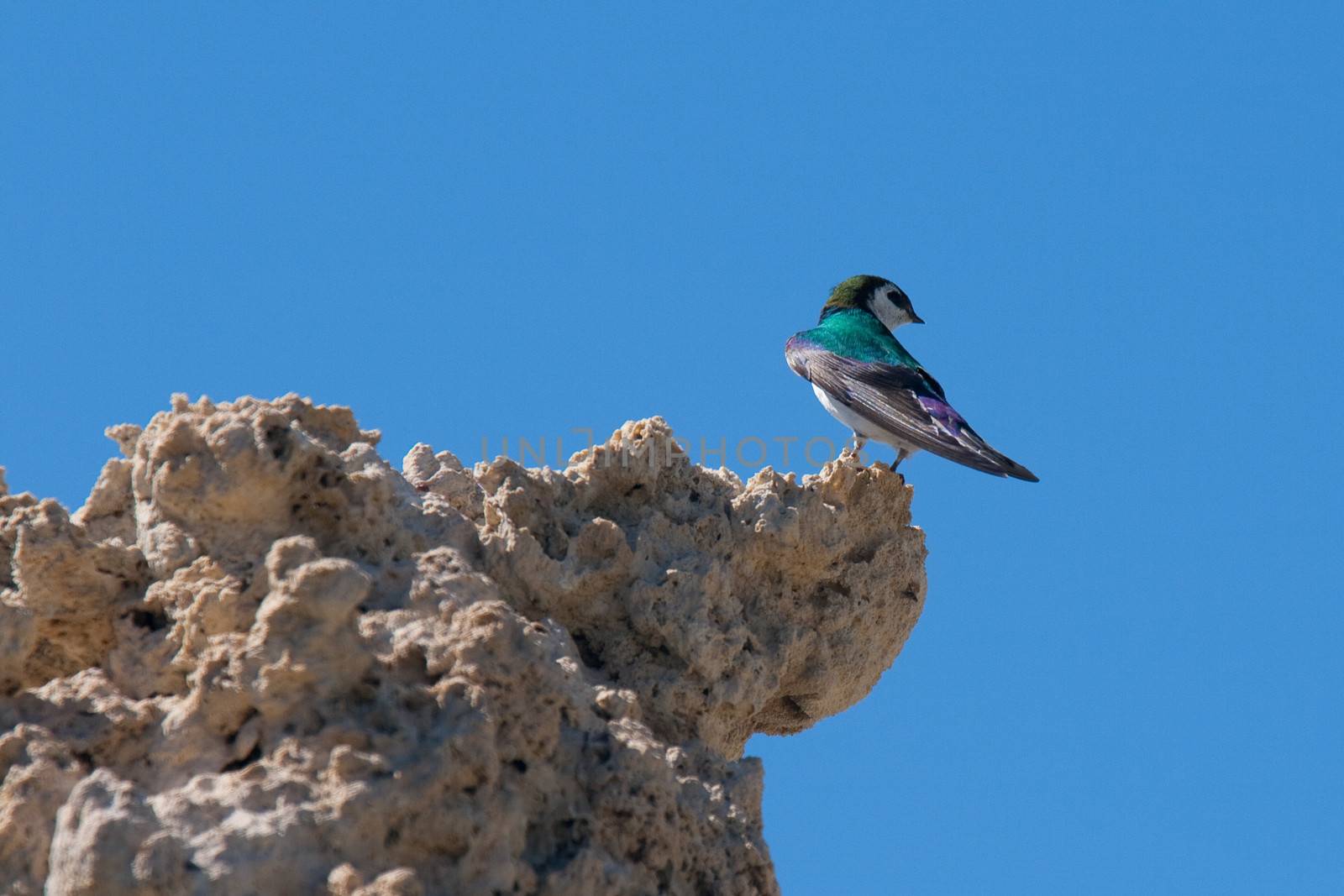 Low angle view of a Violet-green Swallow (Tachycineta thalassina) perching on a cliff, Tioga Pass, Yosemite National Park, California, USA