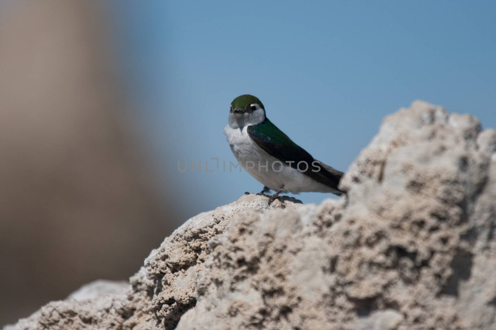 Violet-green Swallow (Tachycineta thalassina) perching on a clif by CelsoDiniz