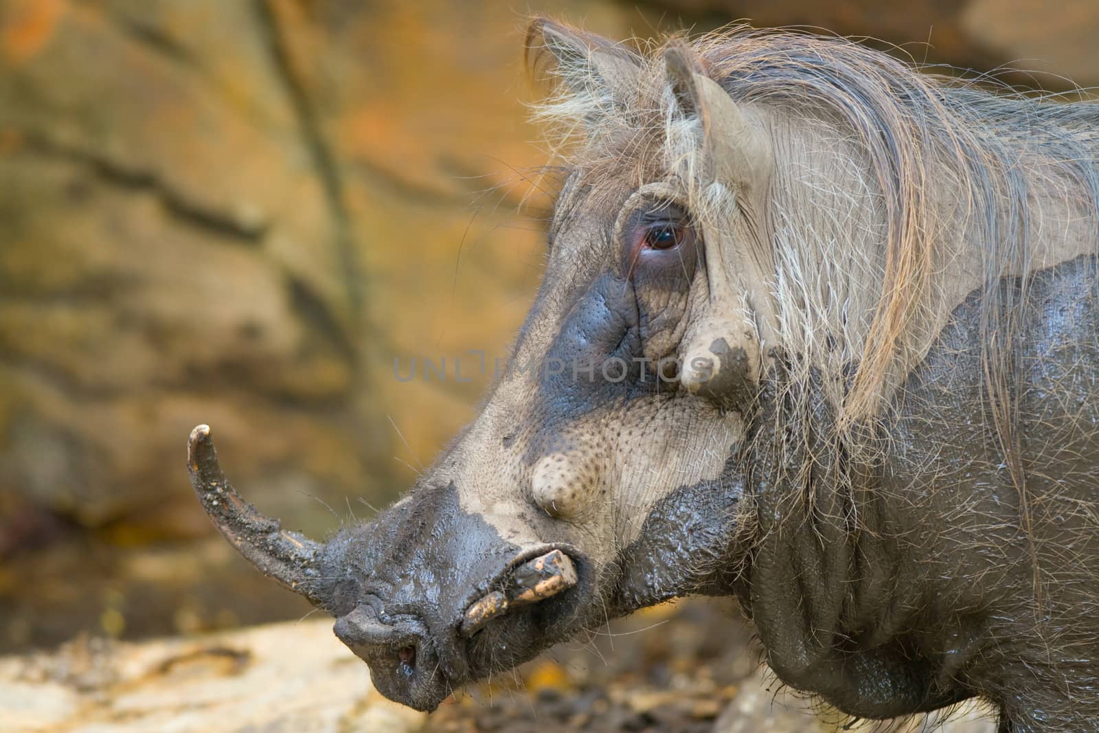 Close-up of a Warthog (Phacochoerus aethiopicus) showing its tusks and warts over its face, Miami, Florida, USA