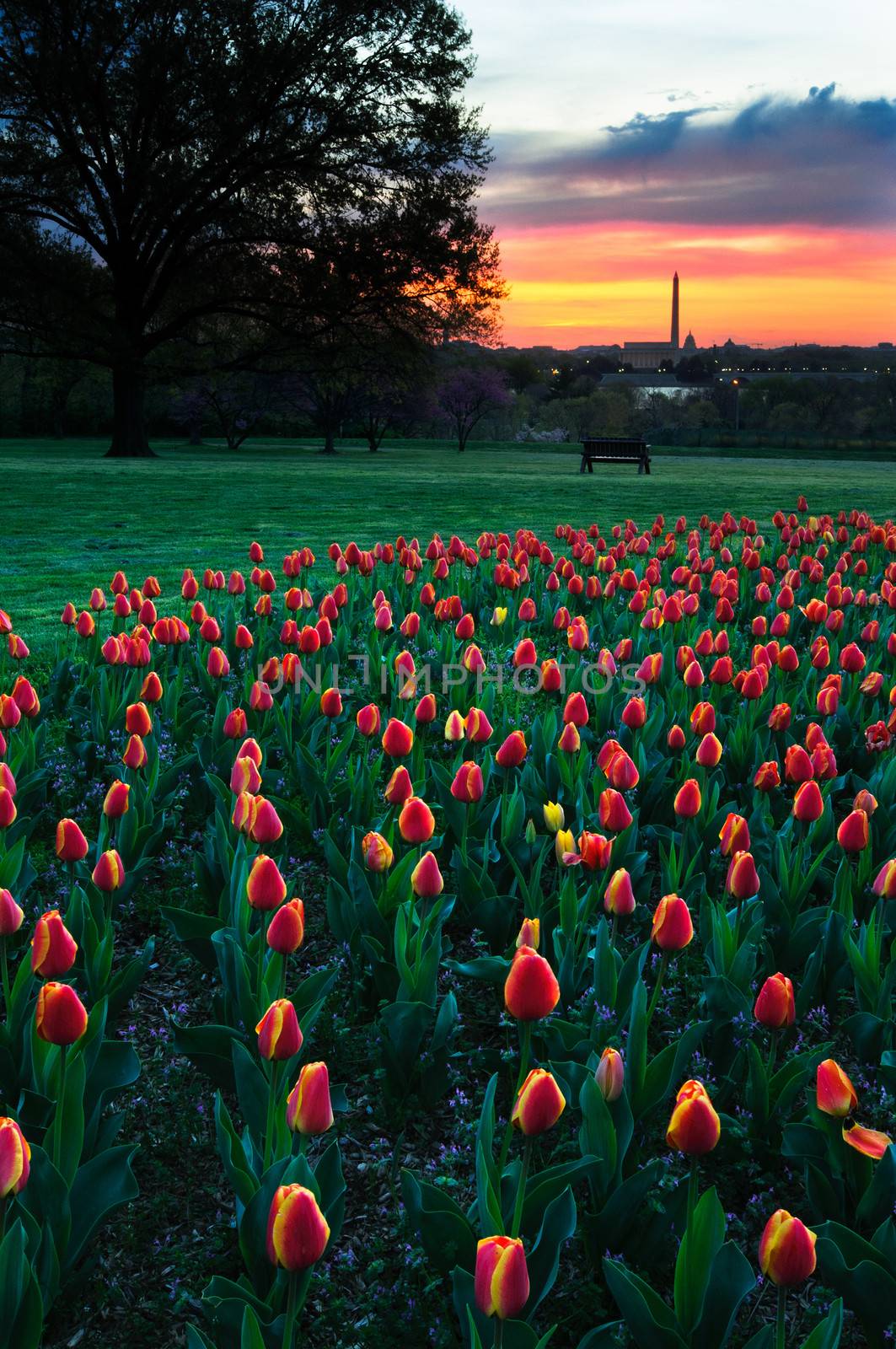 View at sunset of the Washington Monument in the distance with tulips in the foreground.