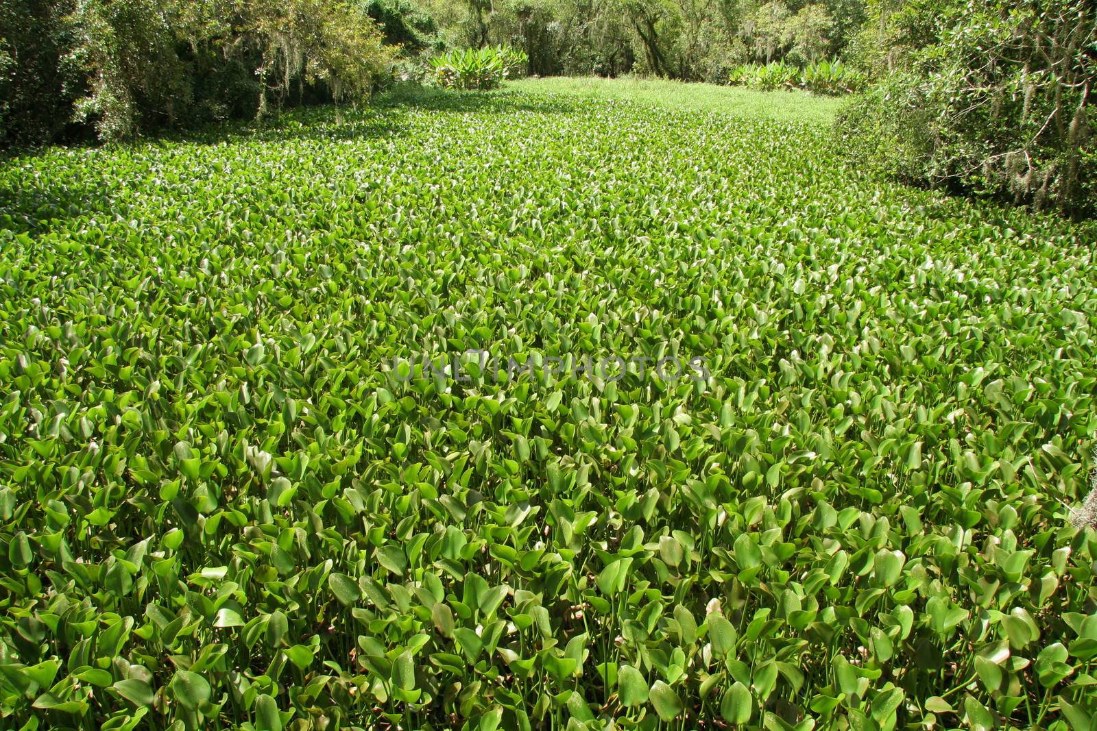 Water hyacinth in a swamp, Everglades National Park, Florida, USA