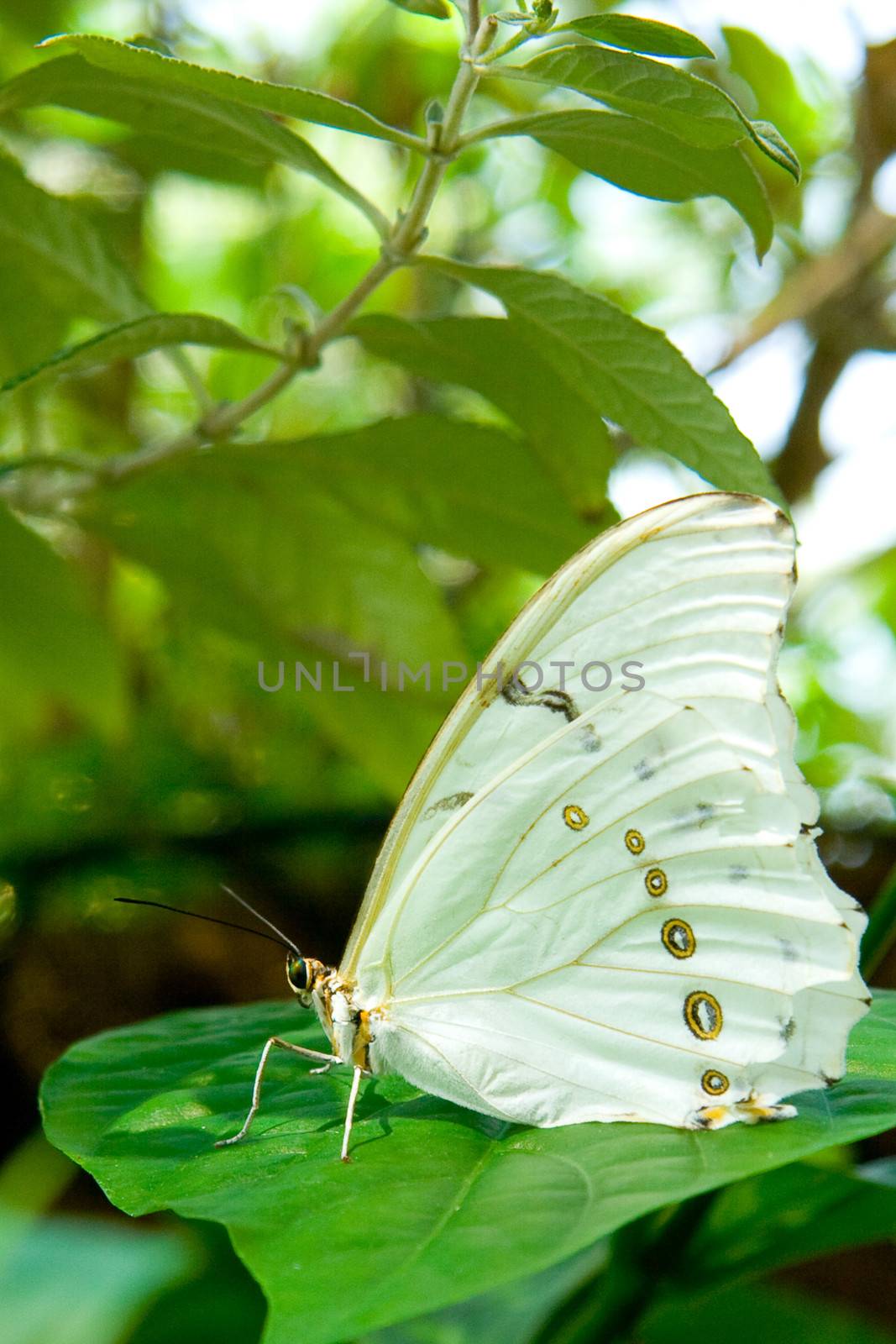 White Morpho butterfly resting on a green leaf.