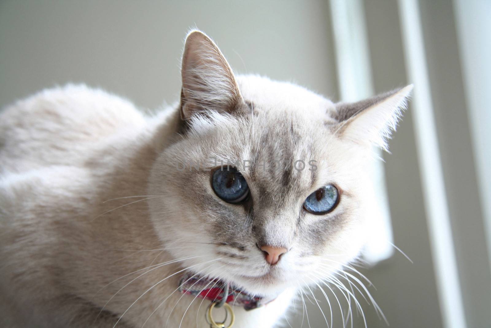 White pet cat with blue eyes.