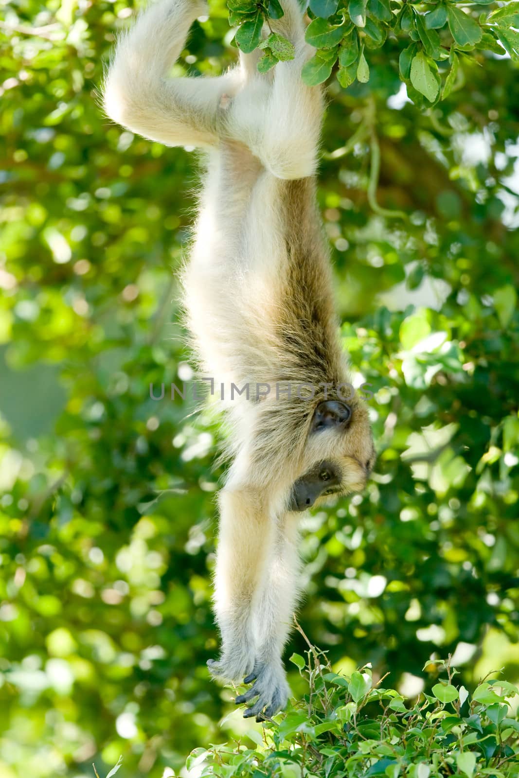 Lar Gibbon (Hylobates lar) hanging down from a tree in a zoo