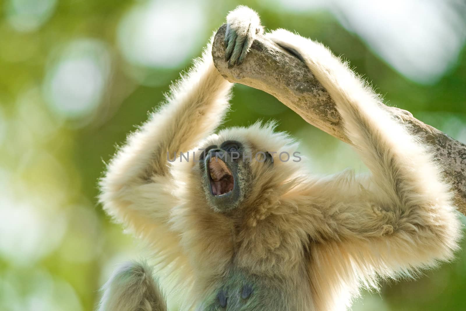White-Handed Gibbon hanging from a tree branch.