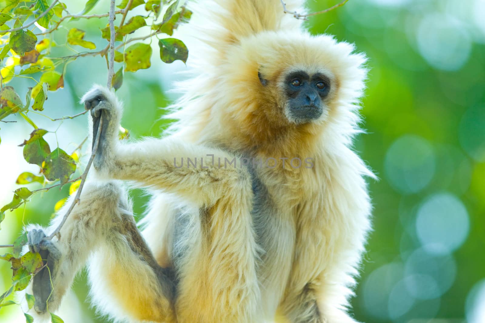 Lar Gibbon (Hylobates lar) hanging from a tree