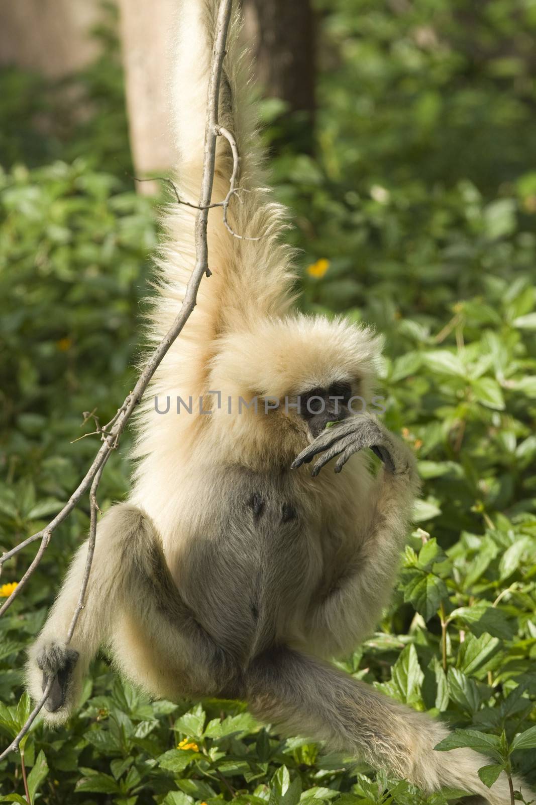 White-Handed Gibbon by CelsoDiniz