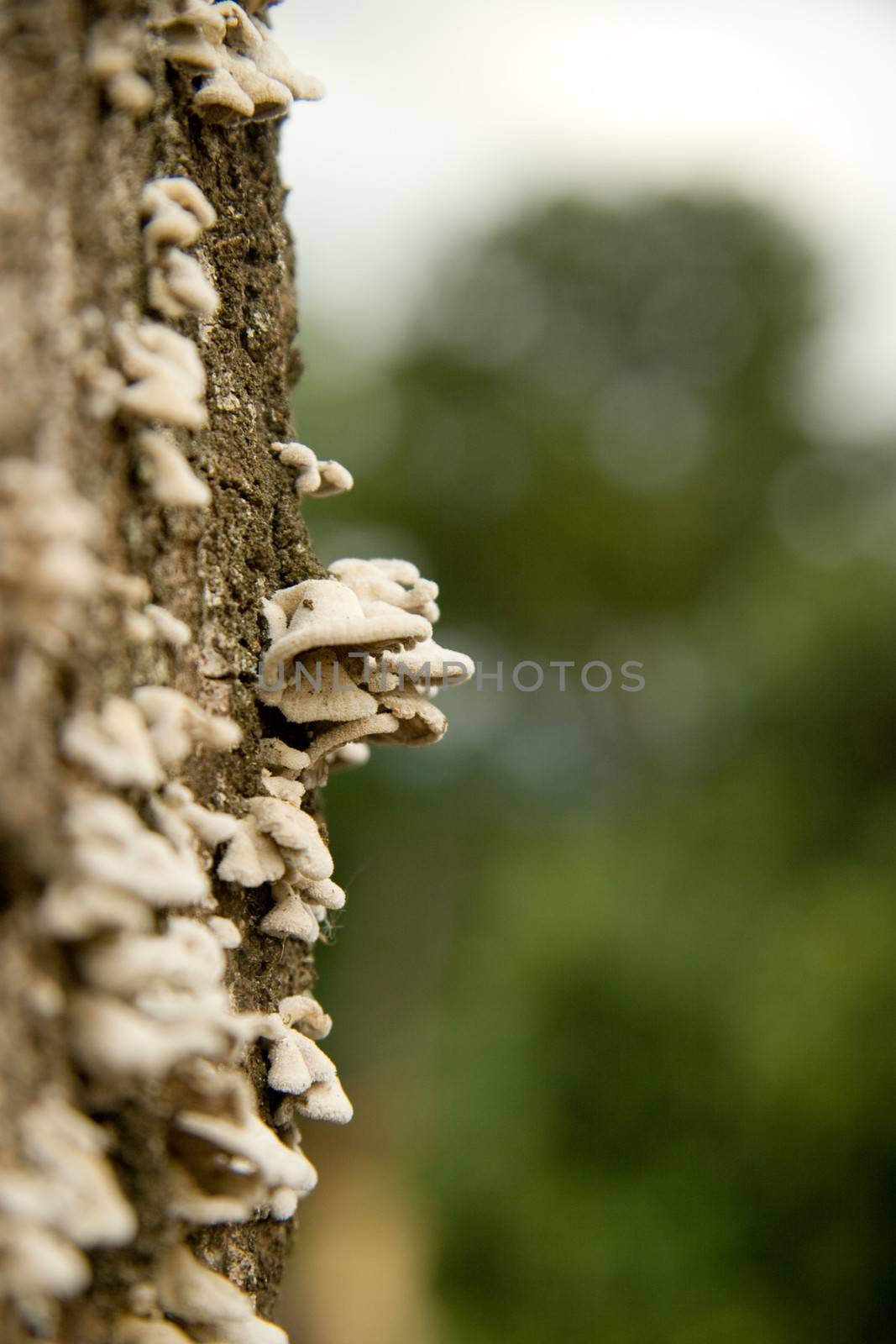 Wild mushrooms growing on the side of a mango tree, Sao Paulo, Brazil