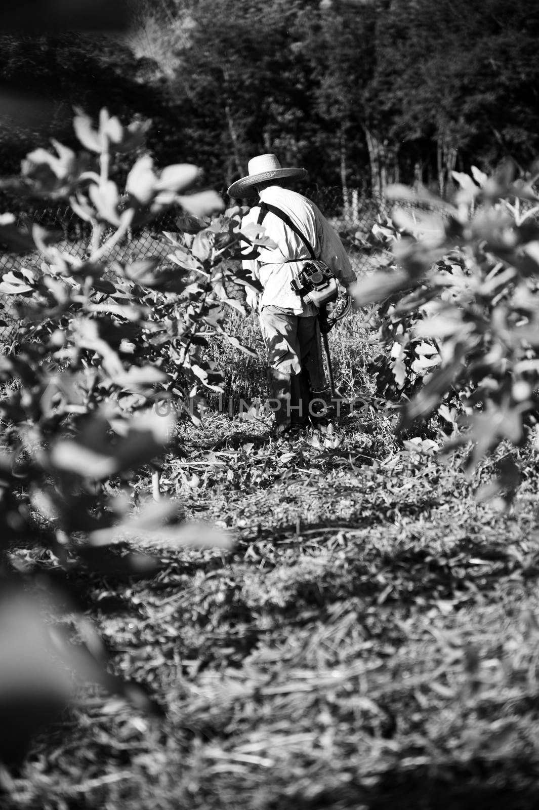 Black and white photo of fig plantation and worker in hat.