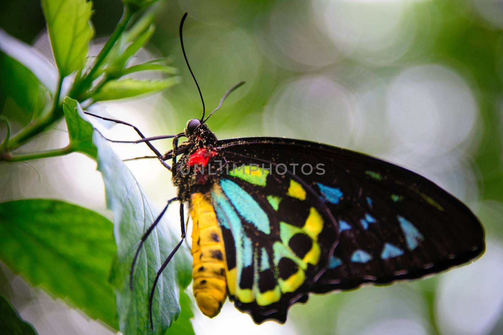 Yellow and Black Butterfly on leaves, Key West, Monroe County, Florida, USA