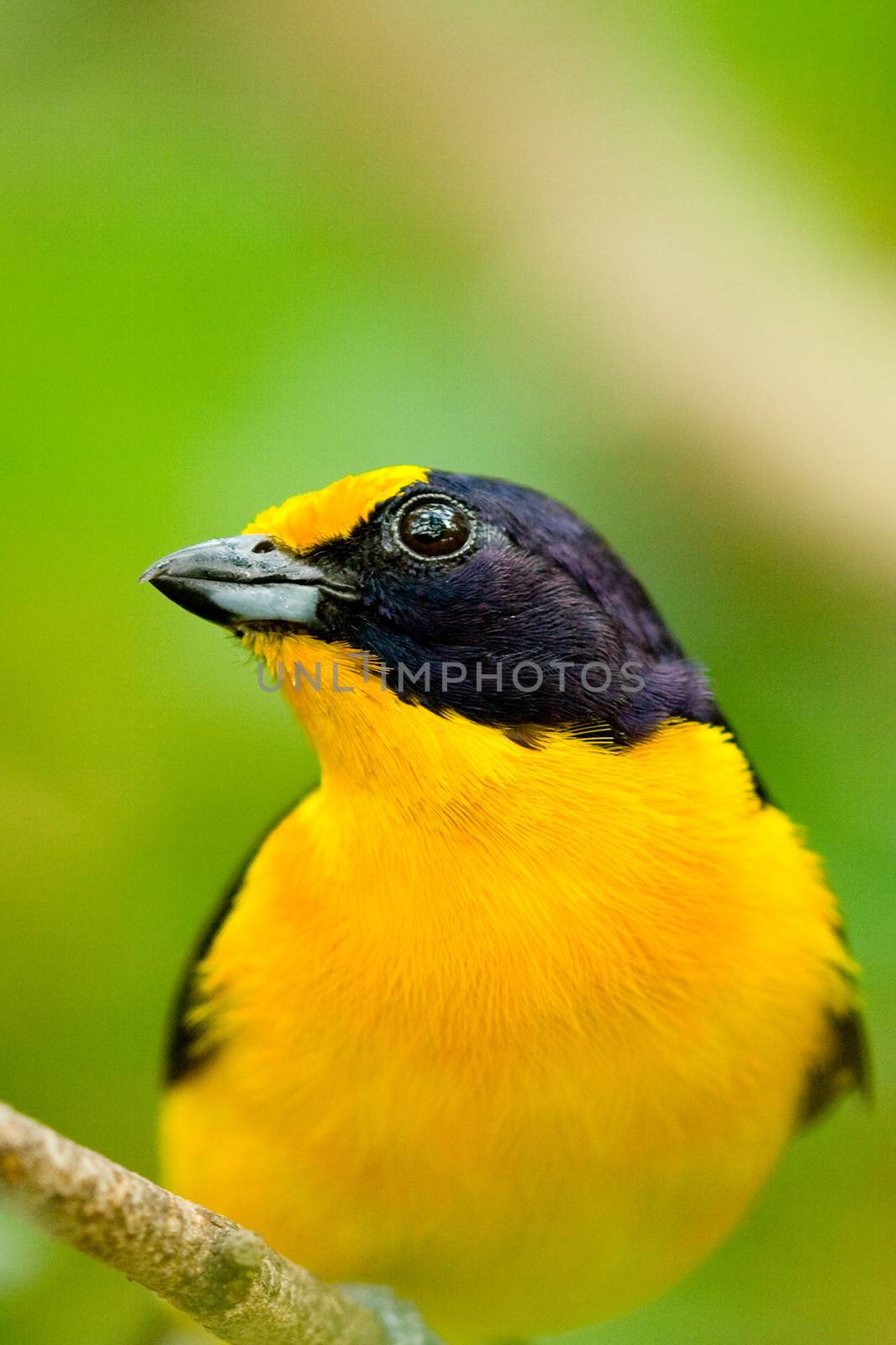 Portrait of bird with yellow and blue feathers, green nature background.