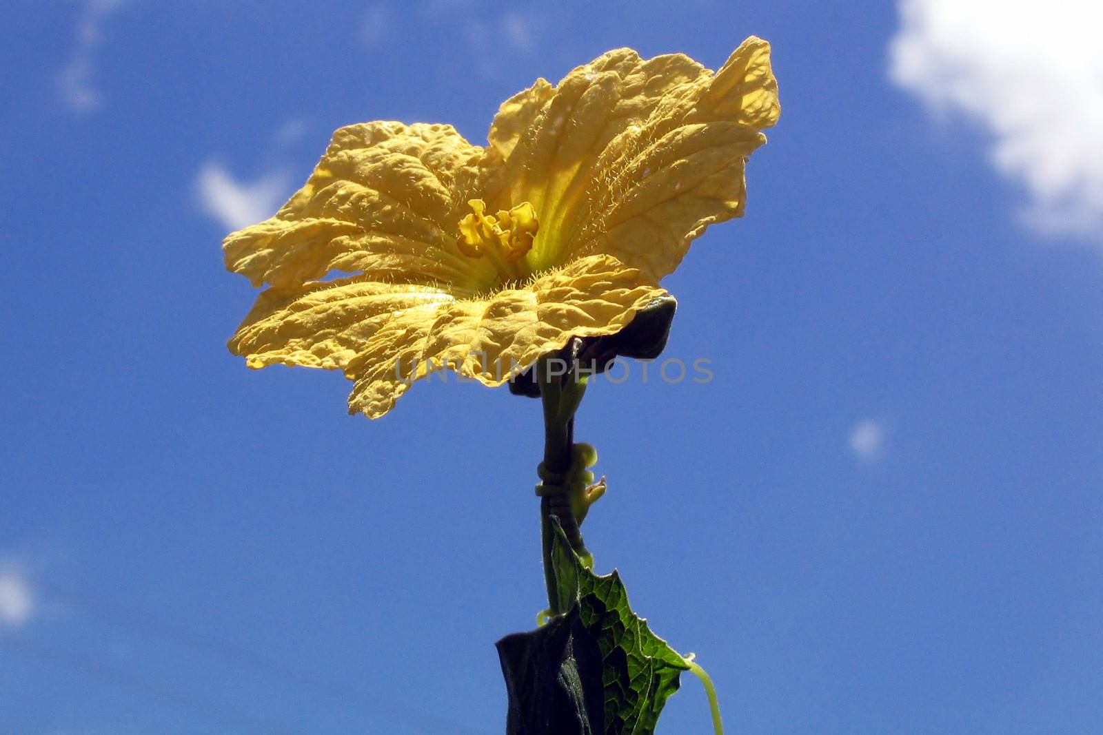 Yellow flower in bloom by CelsoDiniz