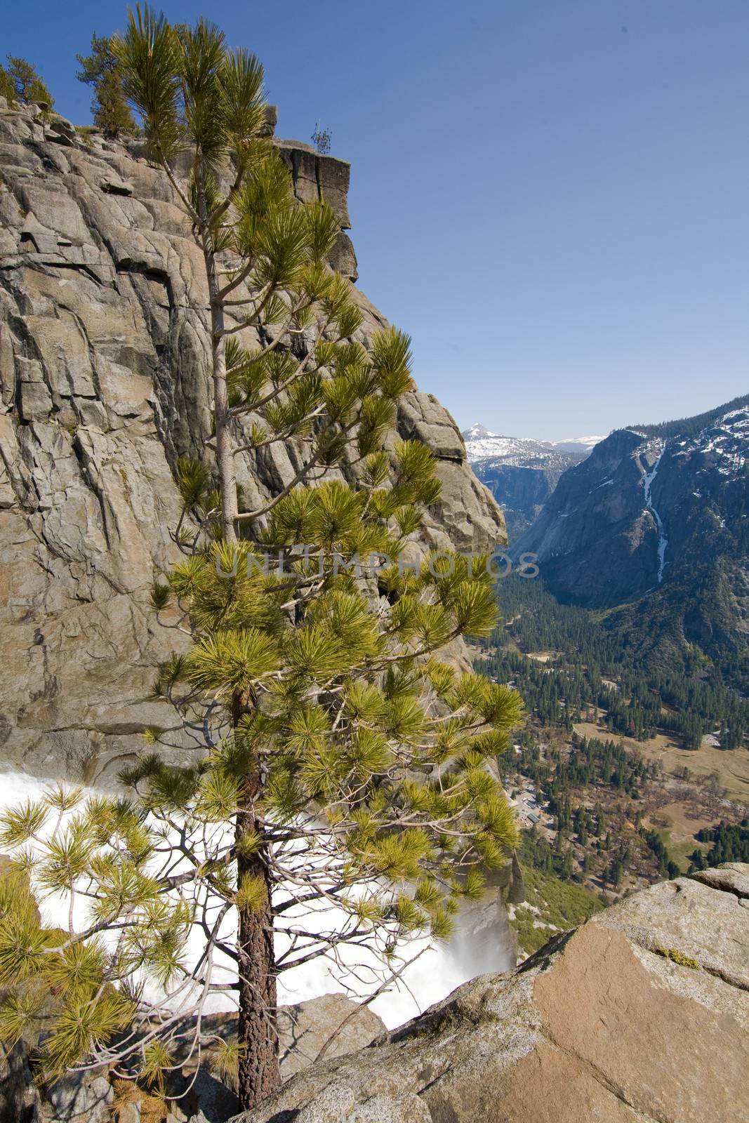 Tree on mountain with waterfall in the background, Yosemite Falls, Yosemite Valley, Yosemite National Park, California, USA