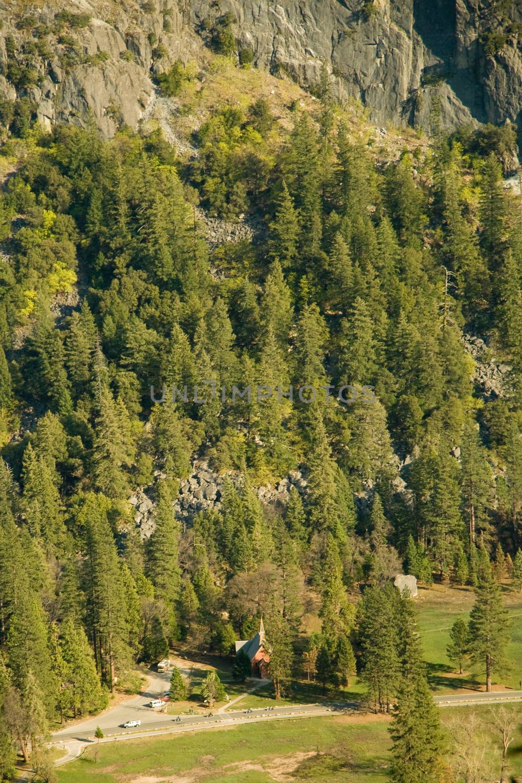 Trees in a valley, Yosemite Valley, Yosemite National Park, California, USA