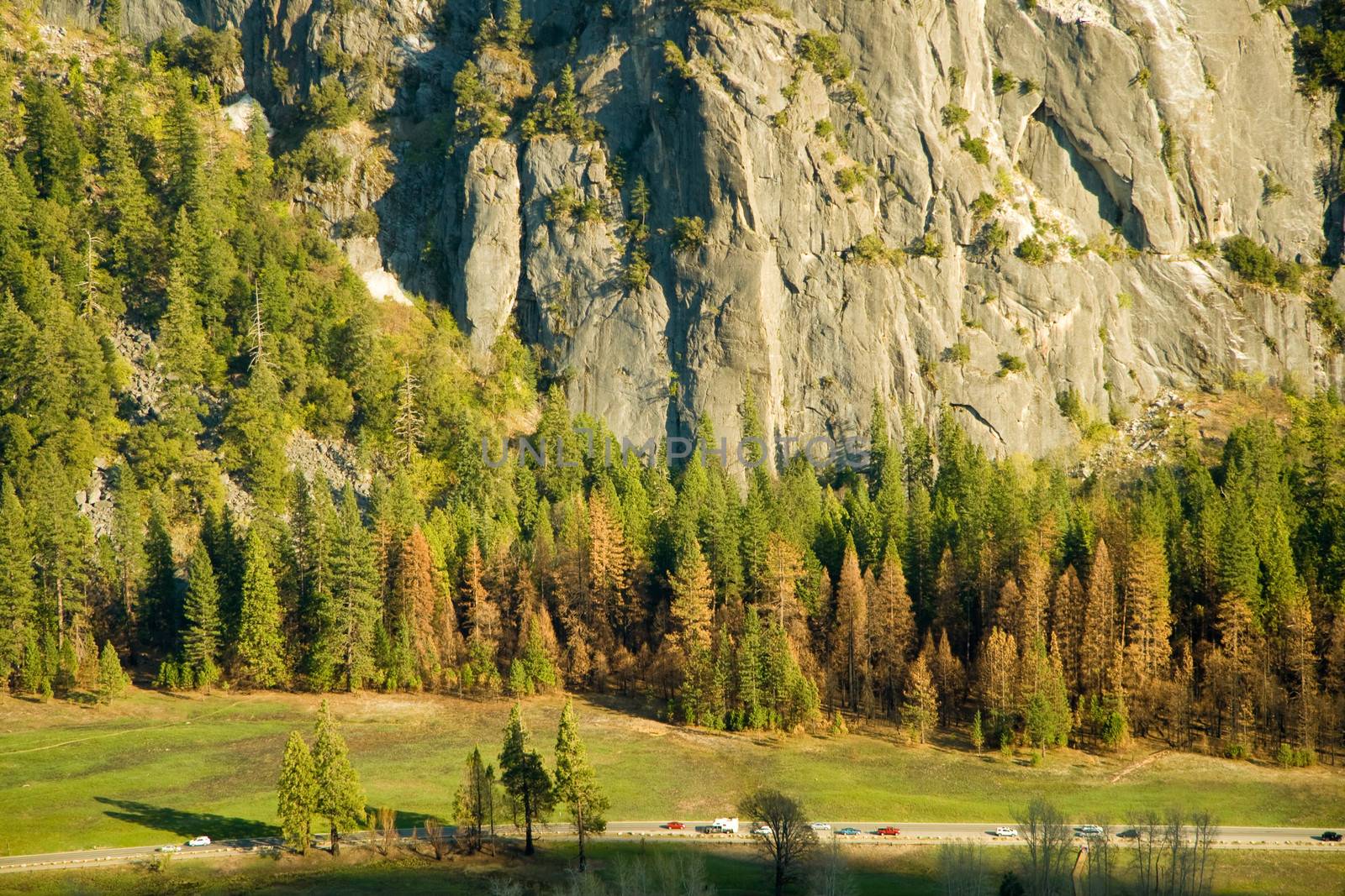 Trees in a valley, Yosemite Valley, Yosemite National Park, California, USA