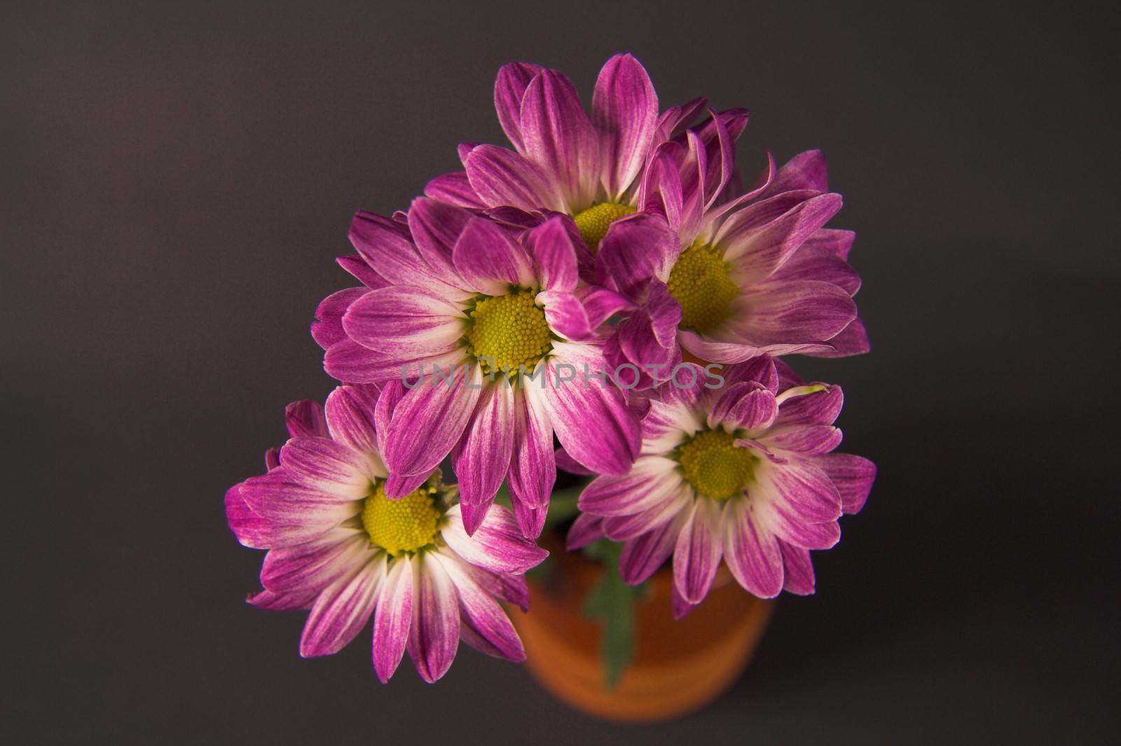 daisy flowers by CelsoDiniz
