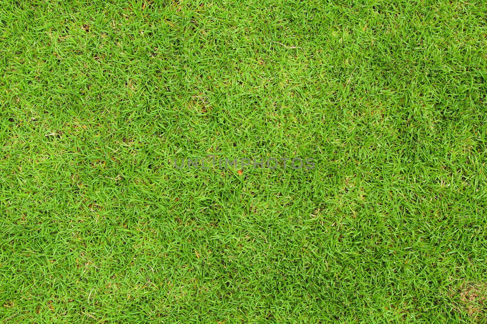 Fresh green grass top view with for background