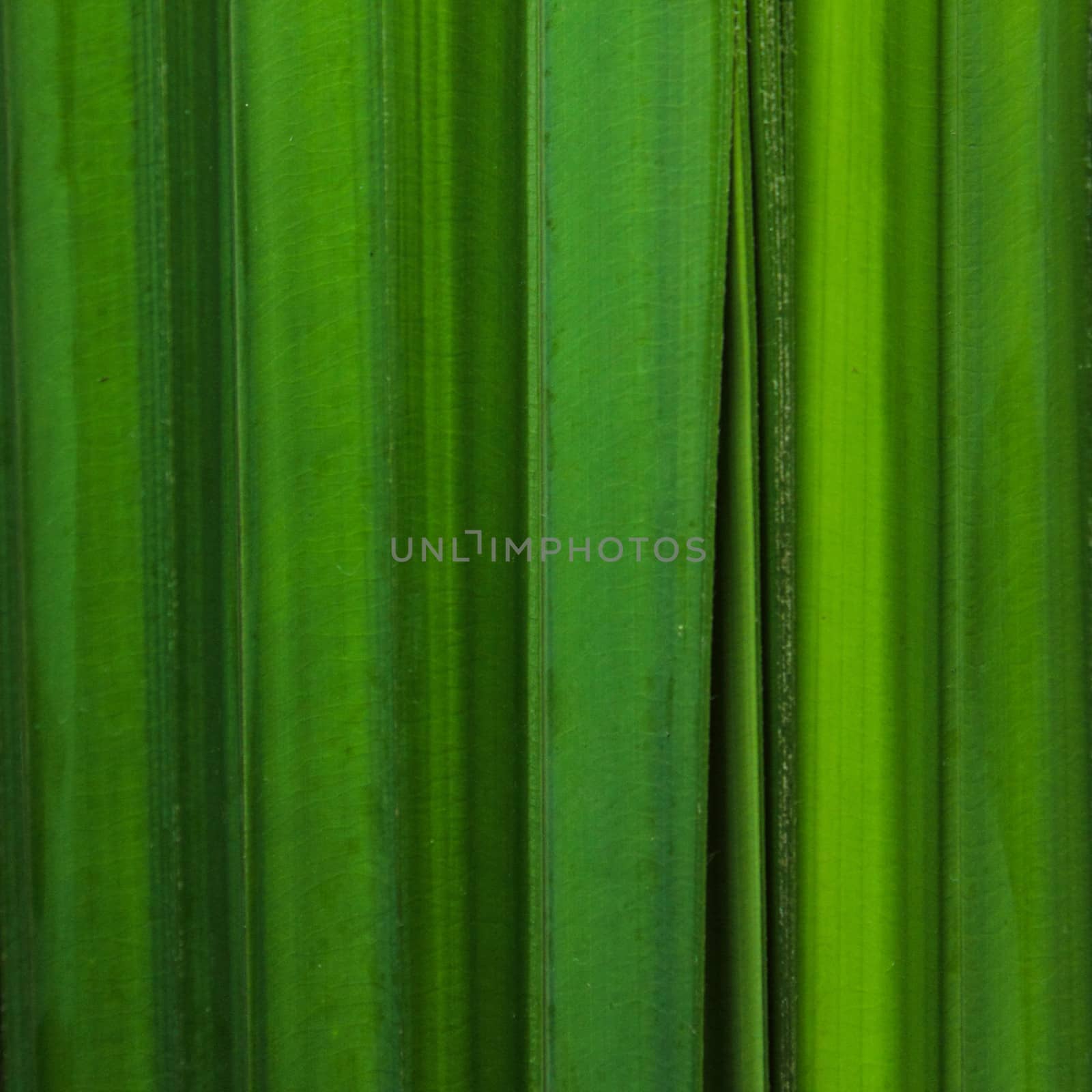 Green leaf background by liewluck