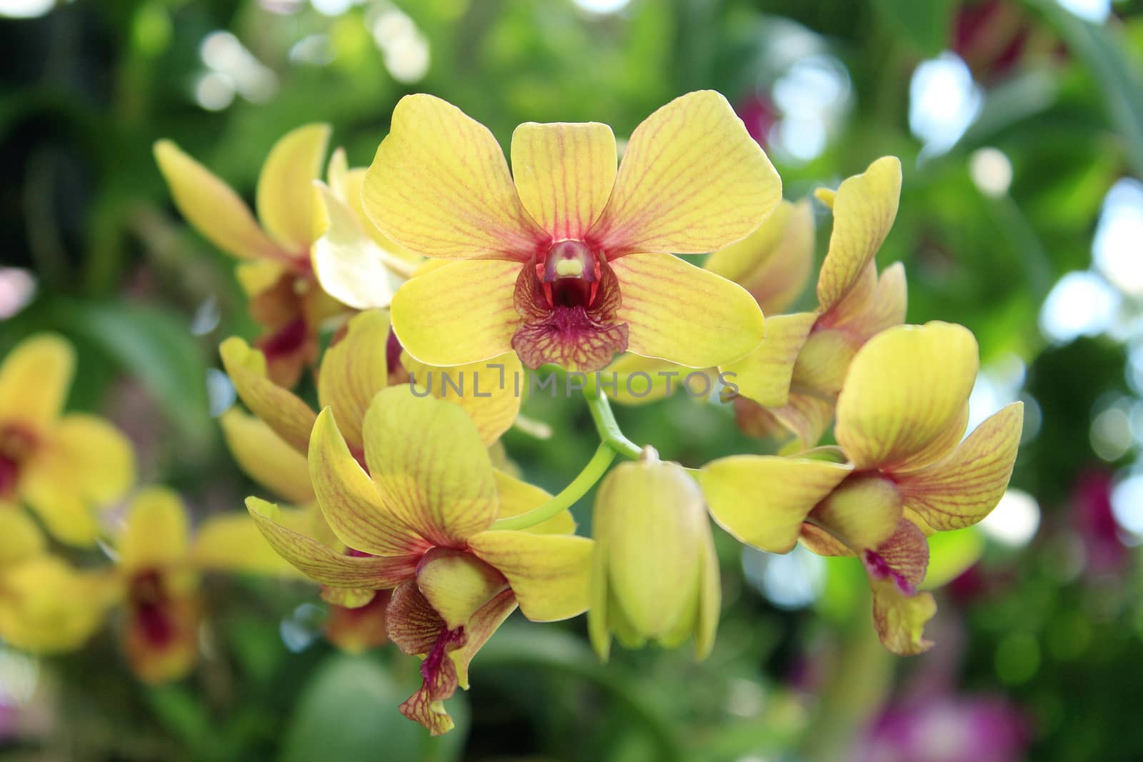 Yellow Orchid