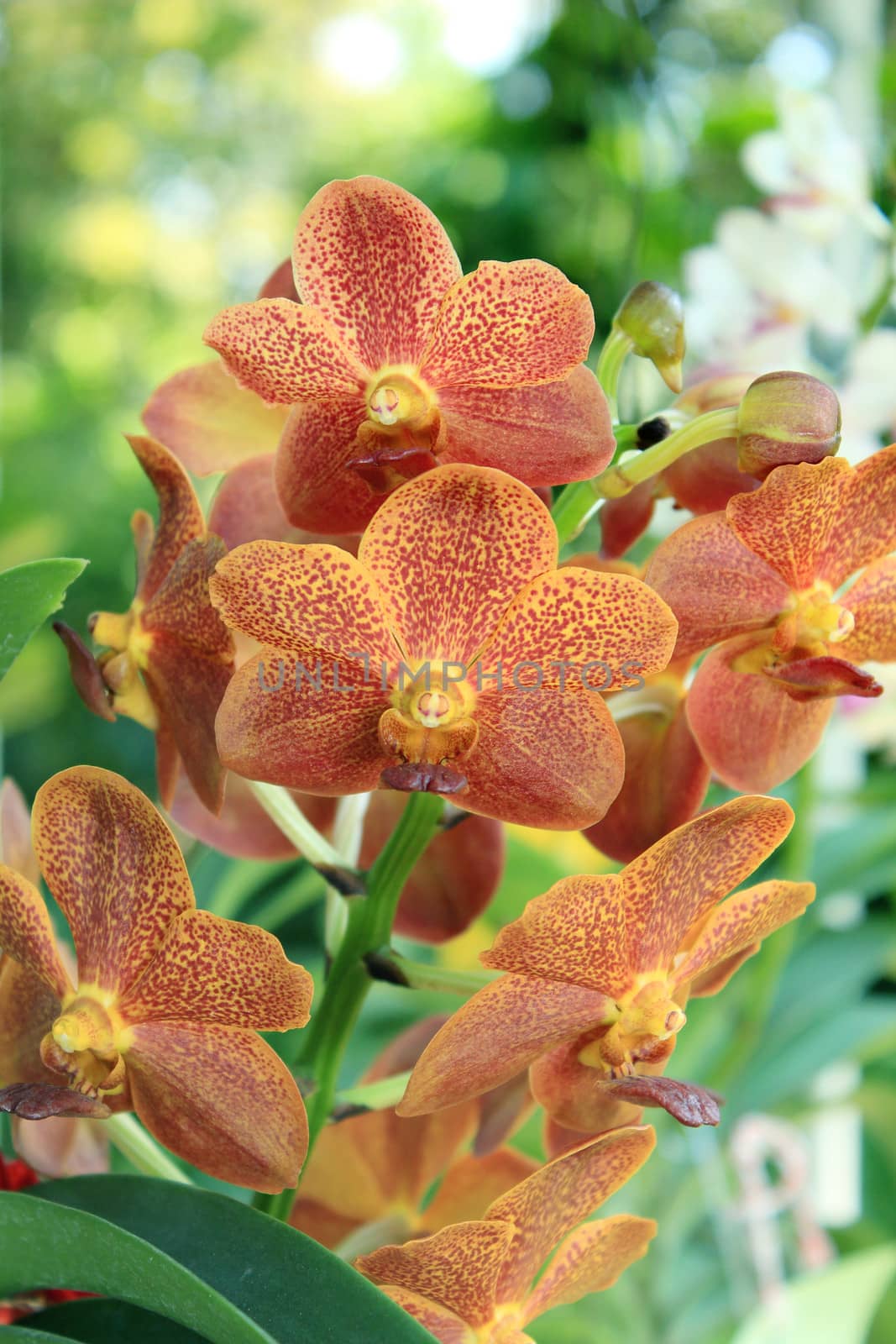 Orange Orchid as floral background