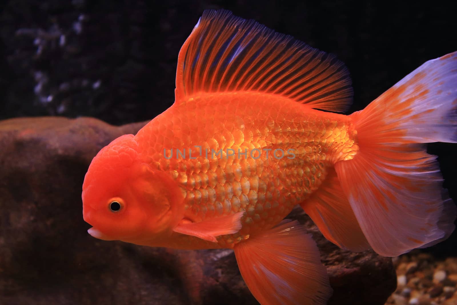 Gold fish