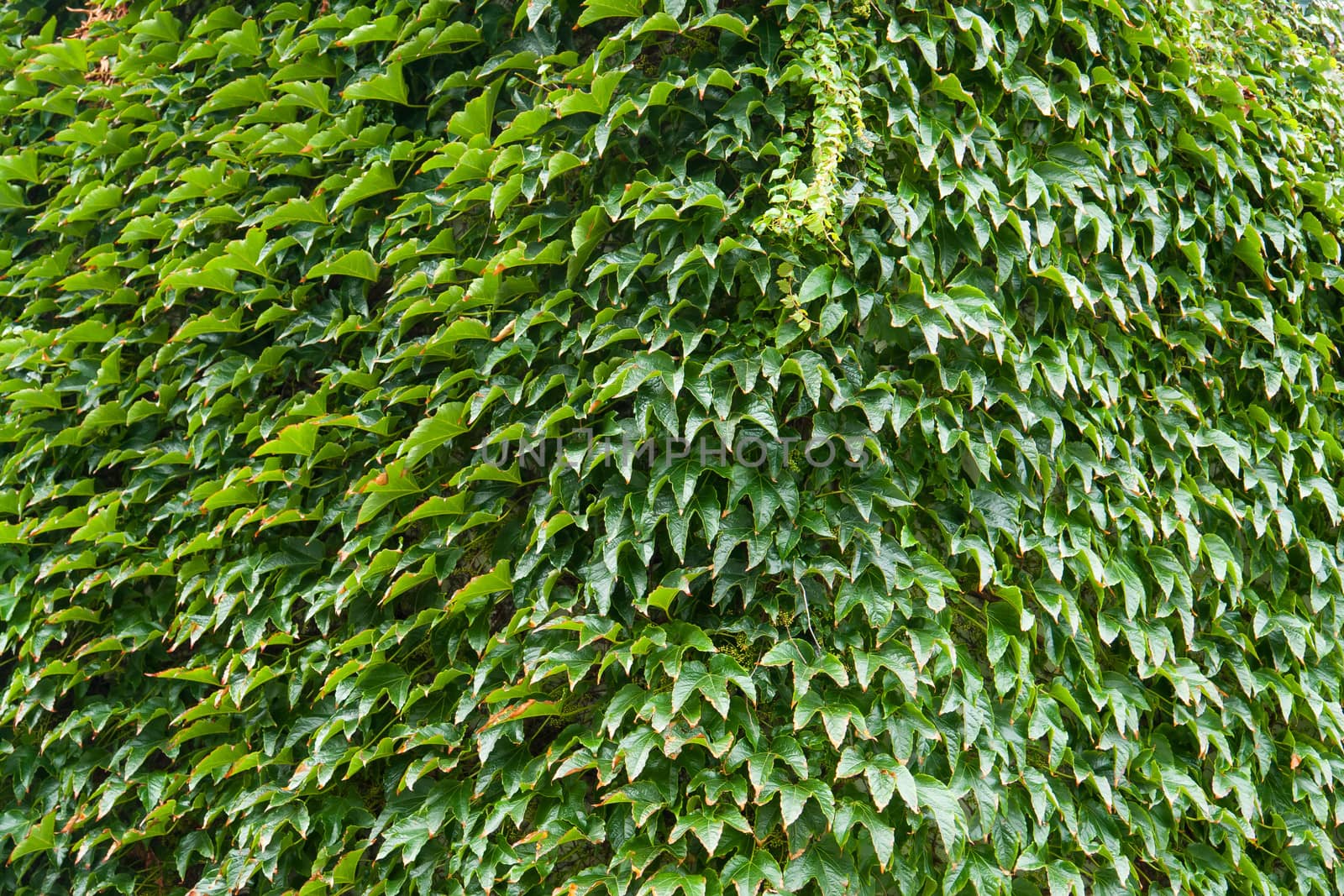 Wall of a house with covered completely with lush green ivy 