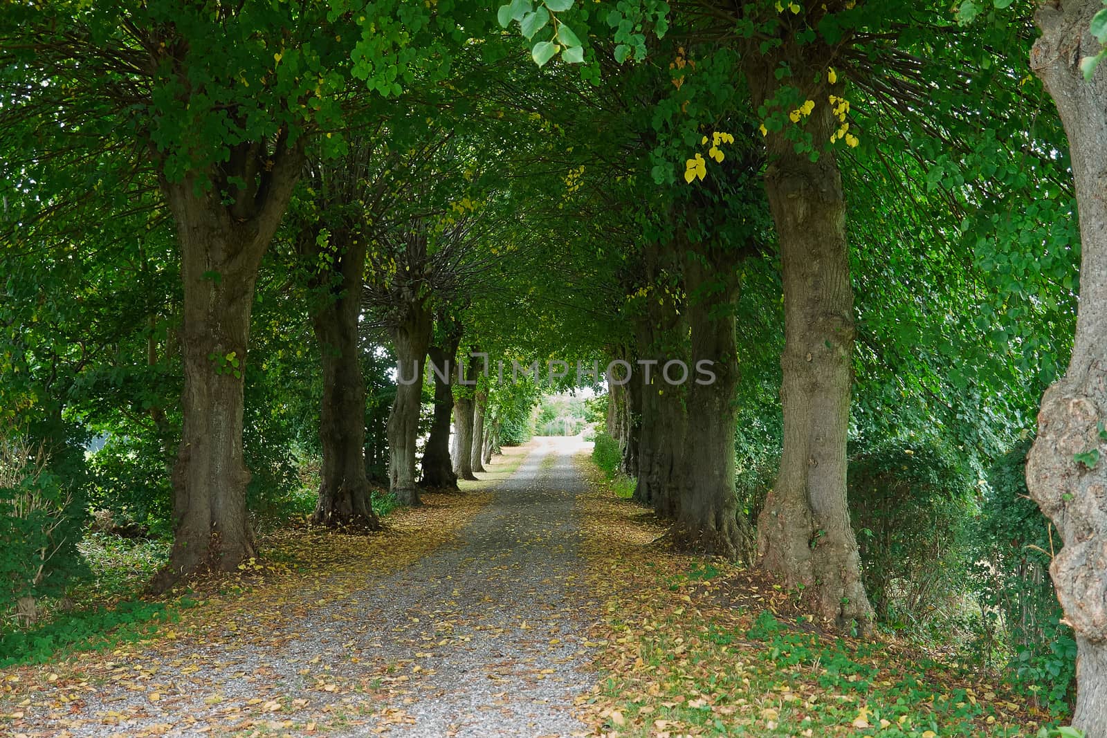 Country road running via lush green trees alley road                              