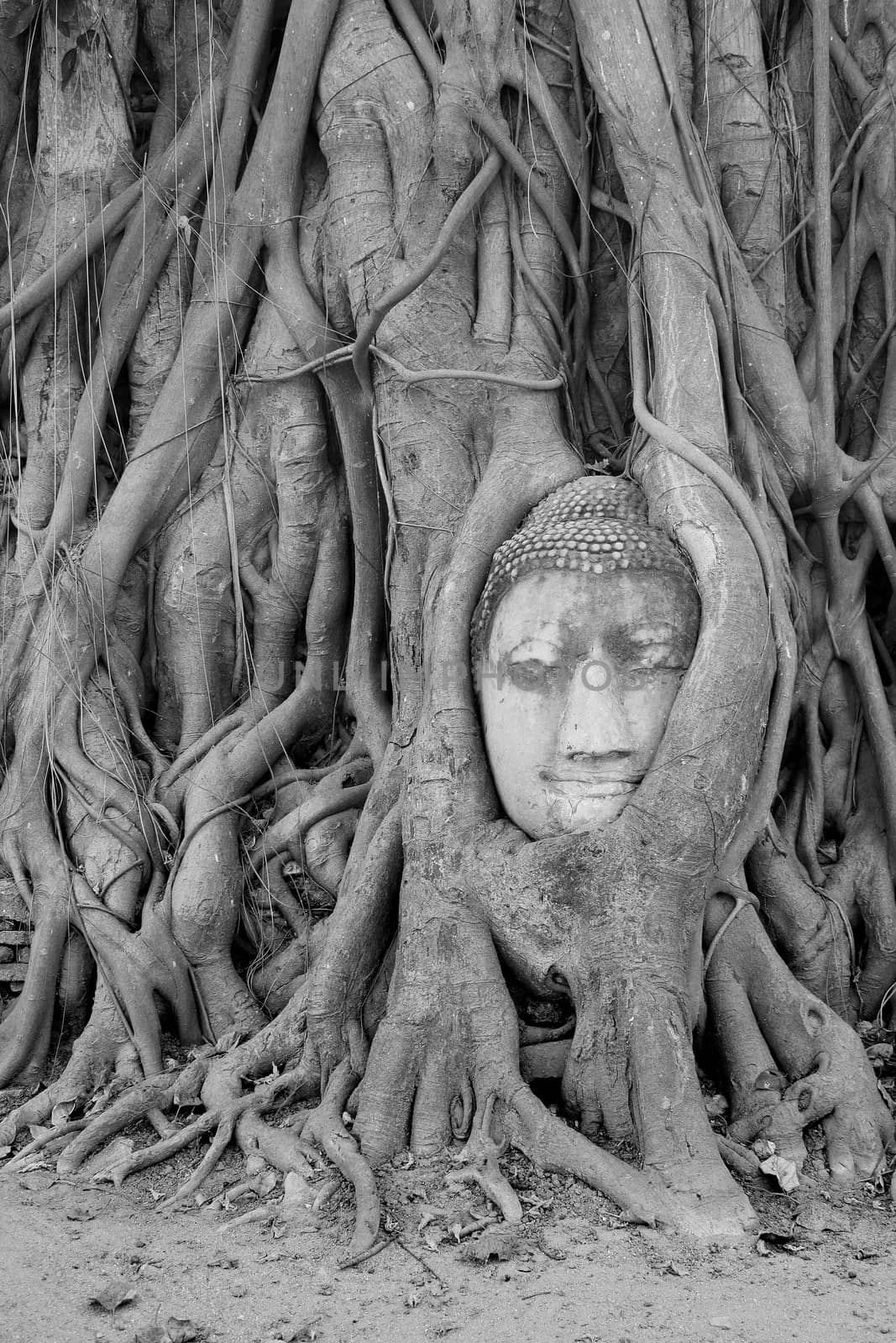 Buddha Head Statue in Banyan Tree, Thailand