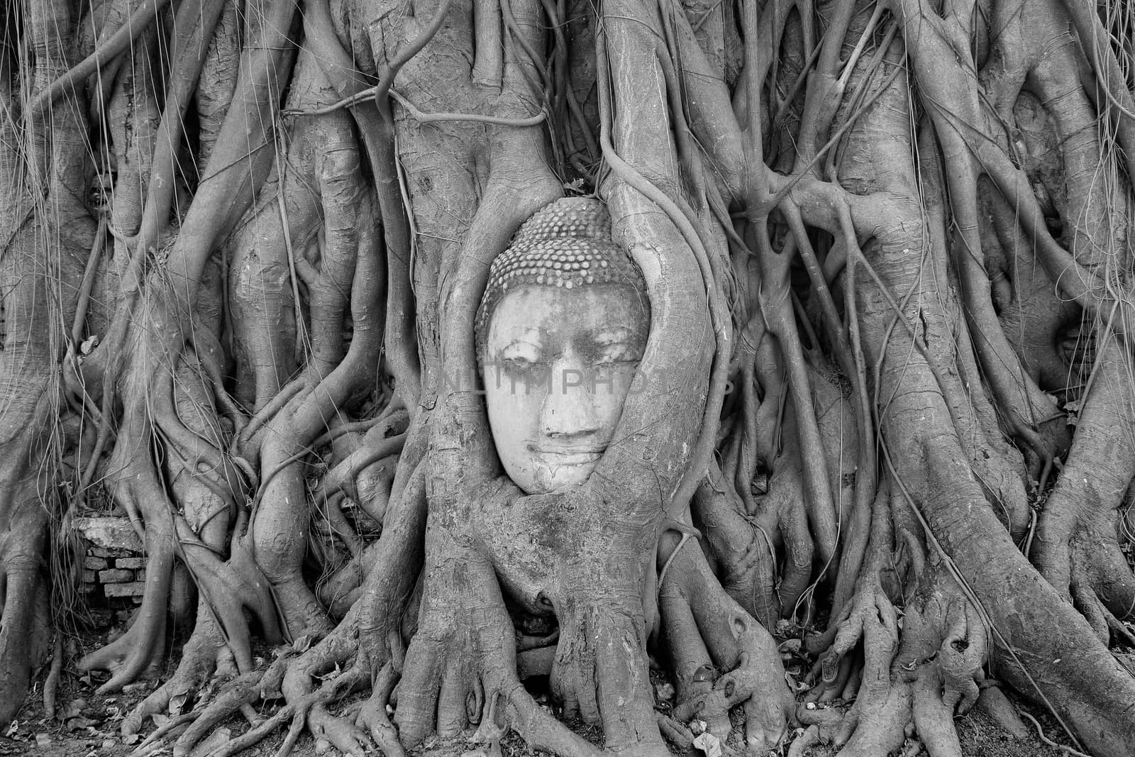 Buddha Head Statue in Banyan Tree, Thailand
