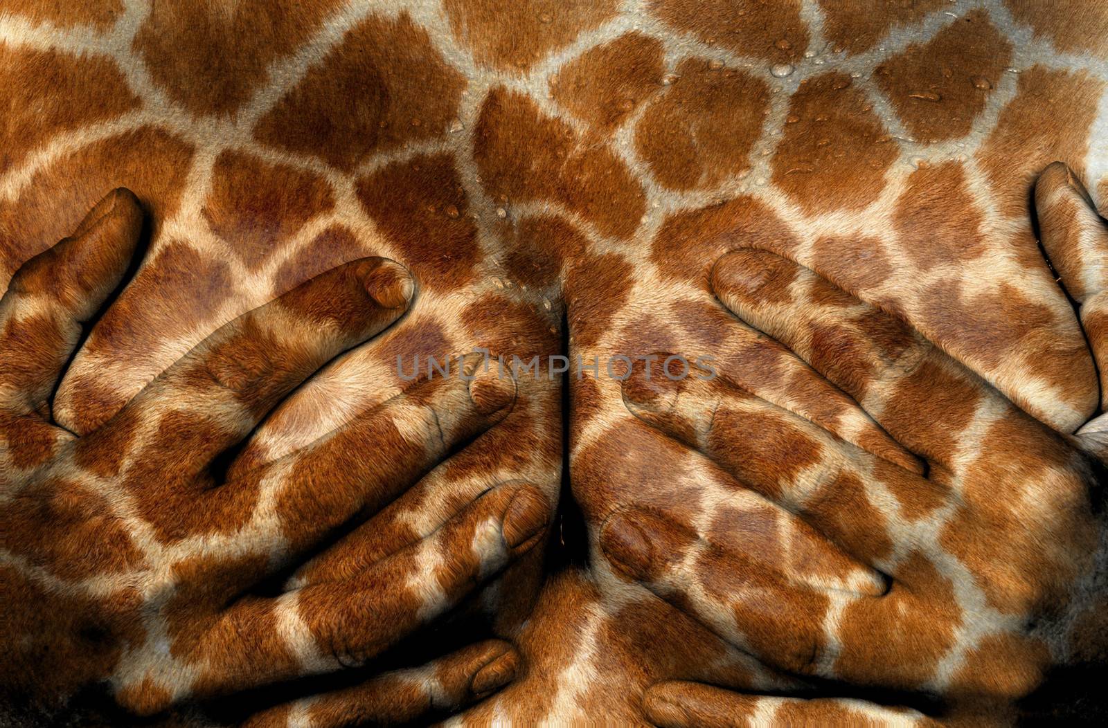 Upper part of female body, hands covering breasts, giraffe