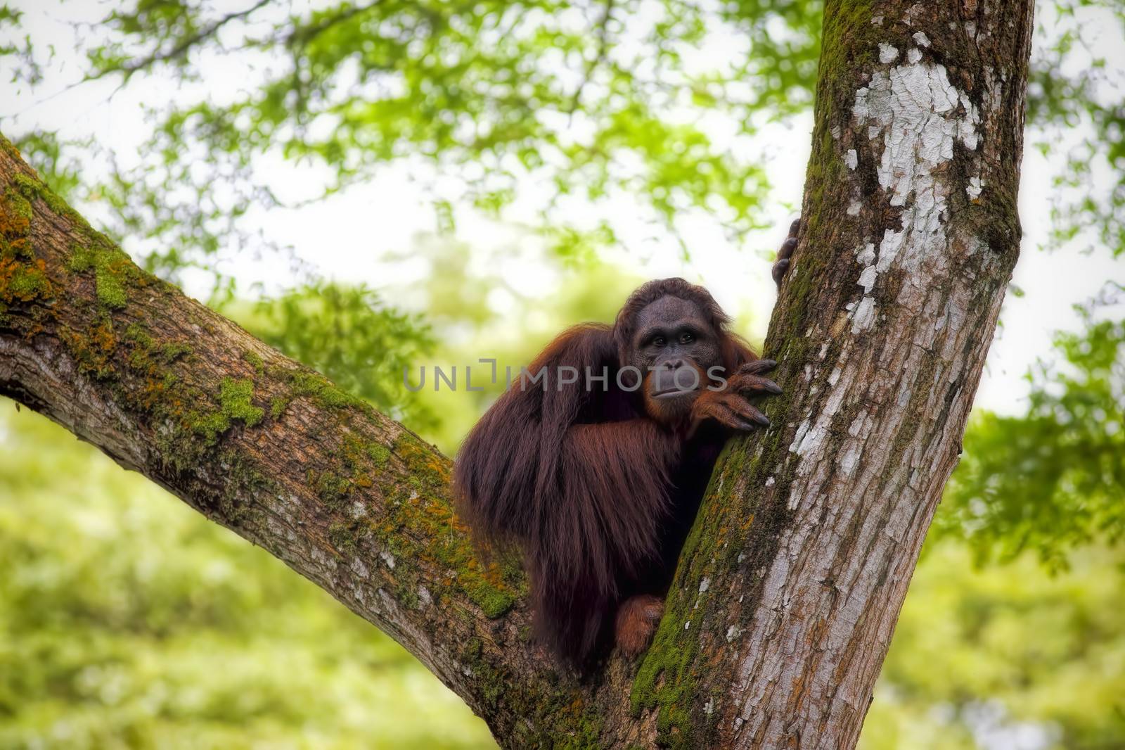 Orangutan in the jungle of Borneo, Malaysia