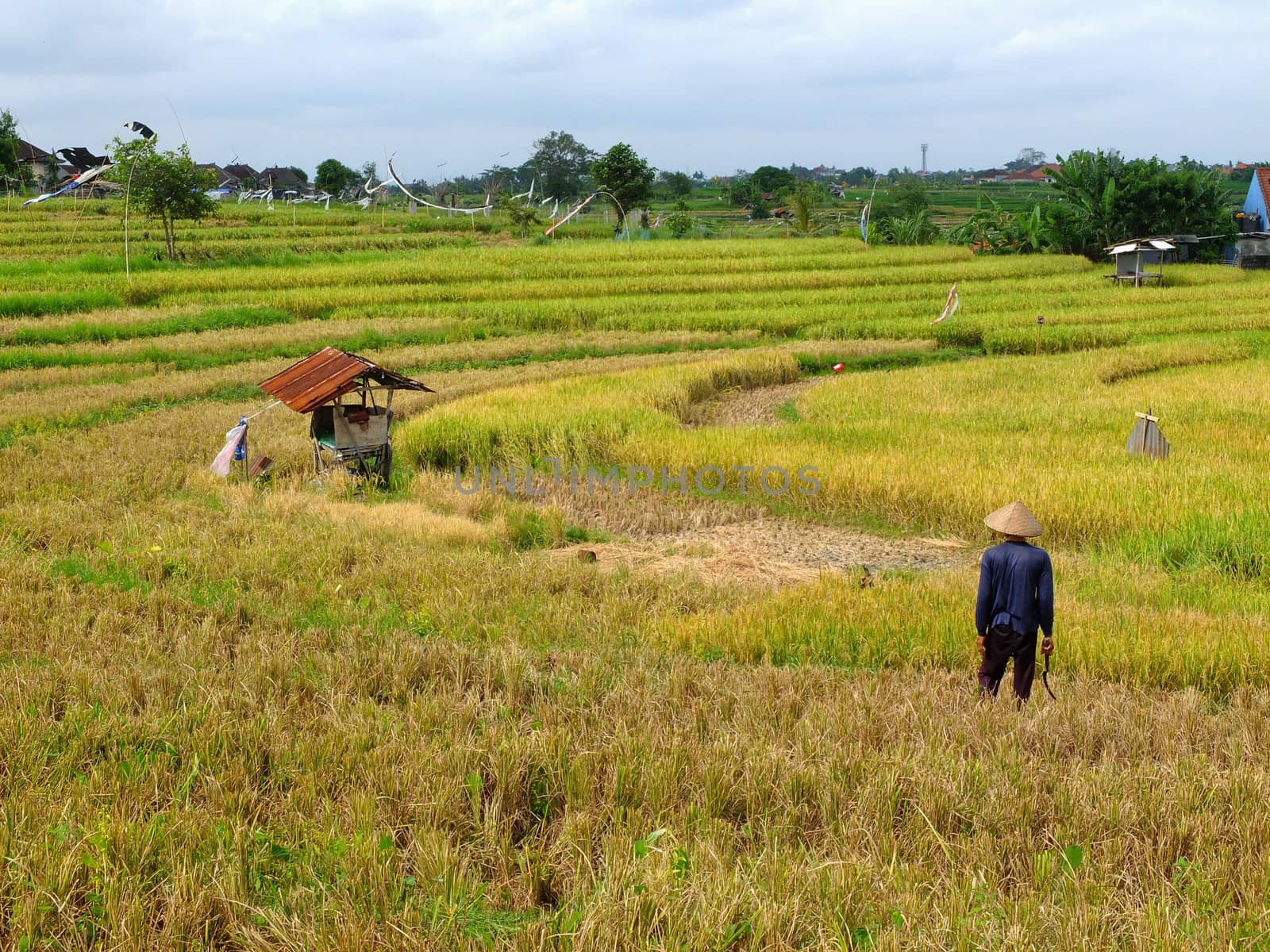 Farmer looking at rice field, Bali, Indonesia.