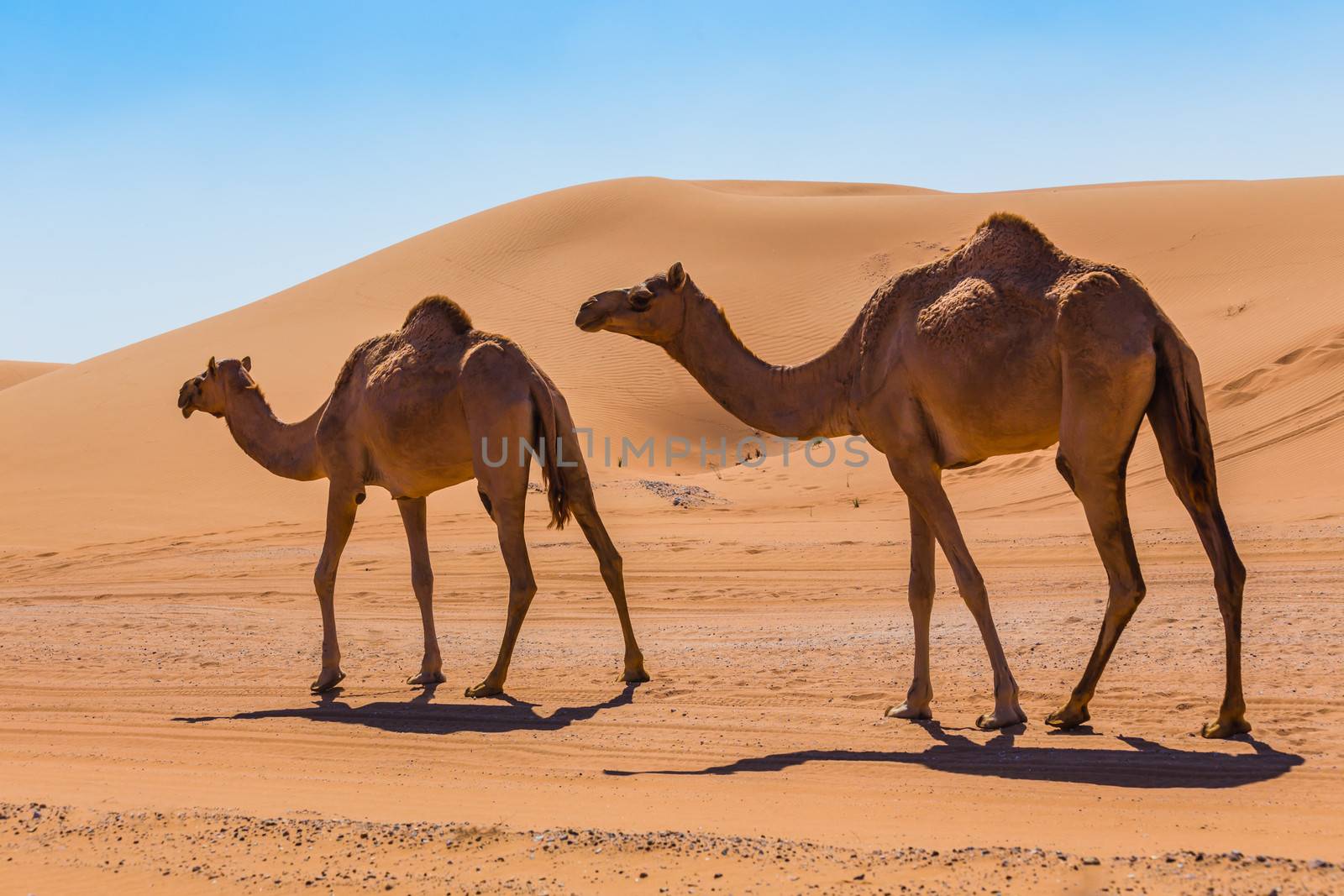 Desert landscape with camel by oleg_zhukov