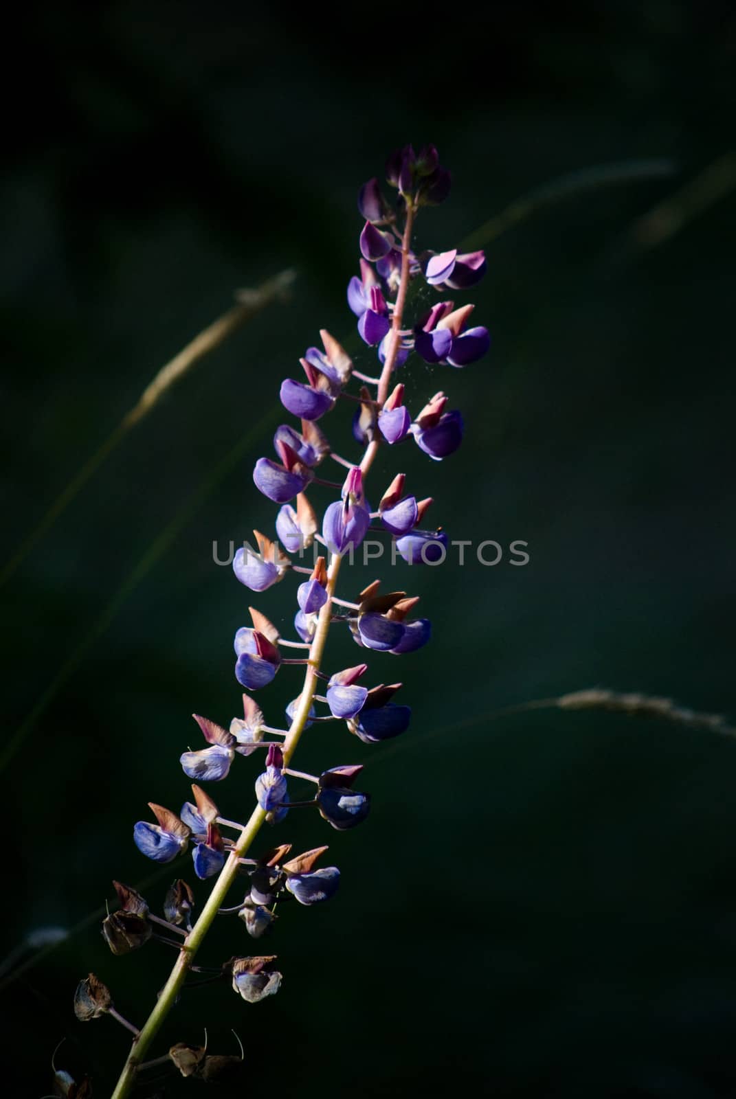 violet flower