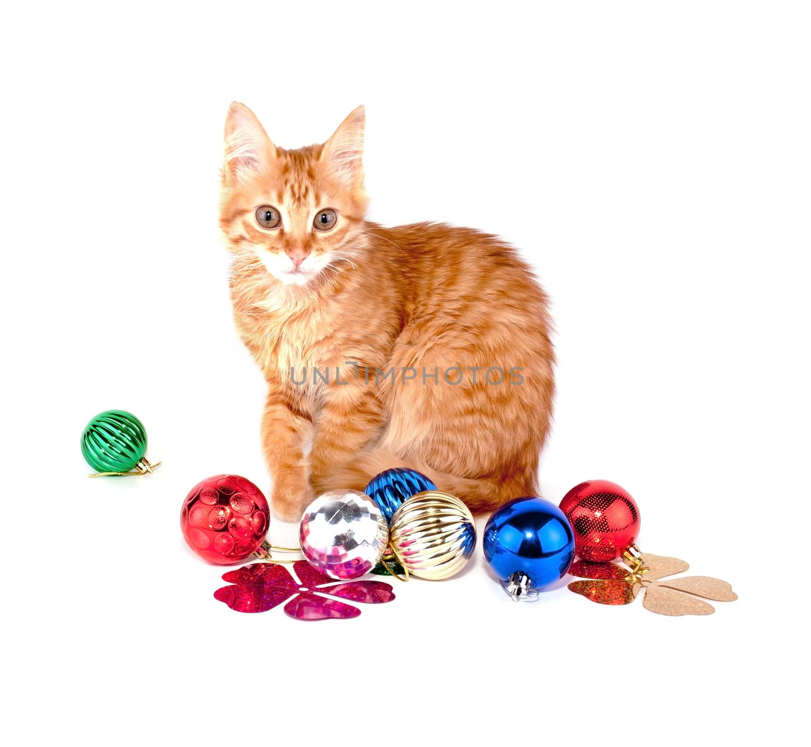 Cat sits among Christmas balls on white background