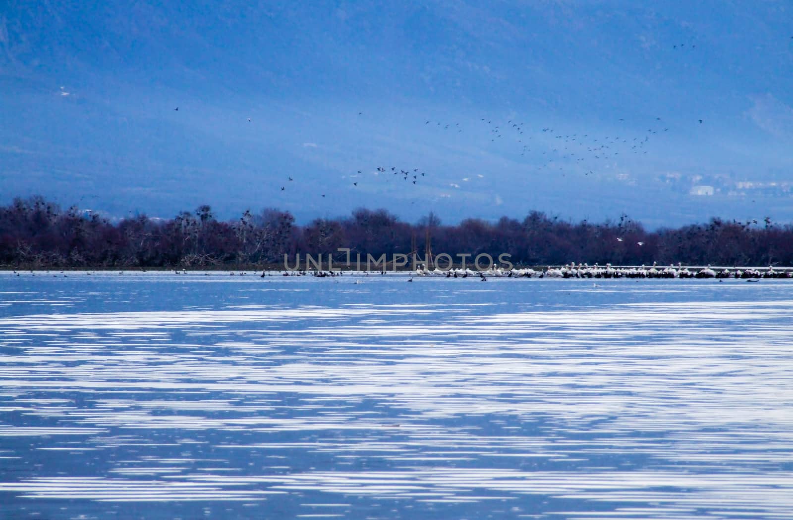 Birds on the Lake Kerkini