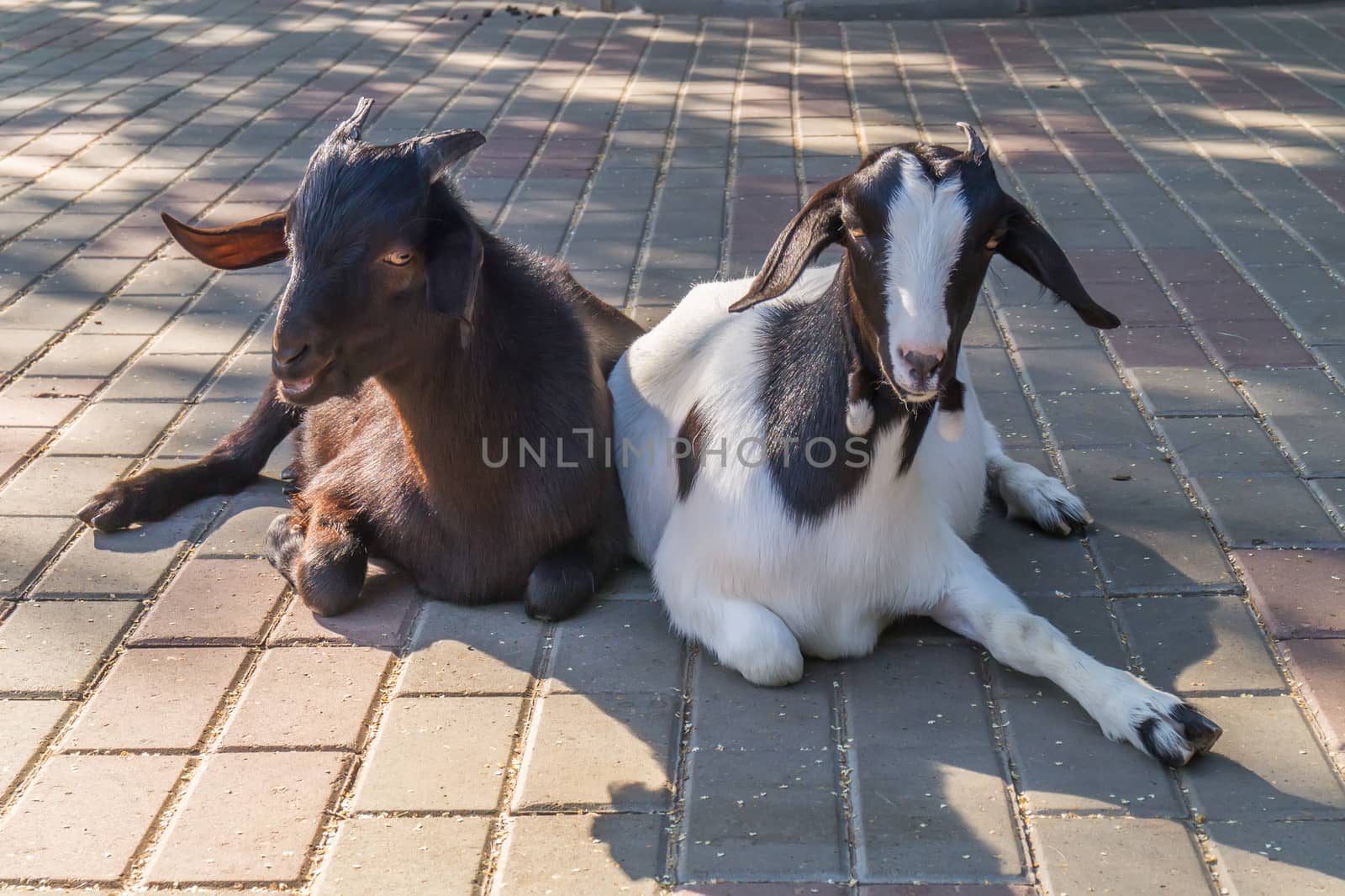 Two goat sitting on the pavement in the city.