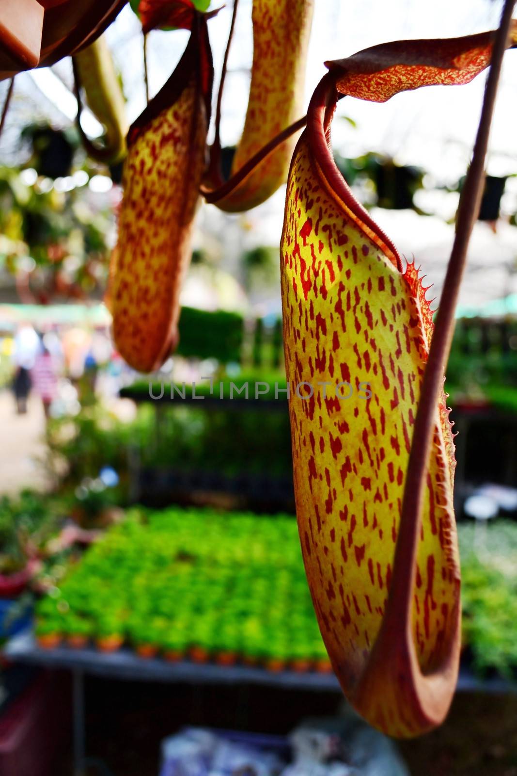 Nepenthes Leopard showcase for agriculture in Thailand