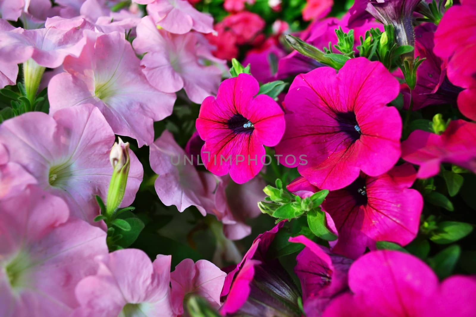 Bouquet of pink and white flowers in garden