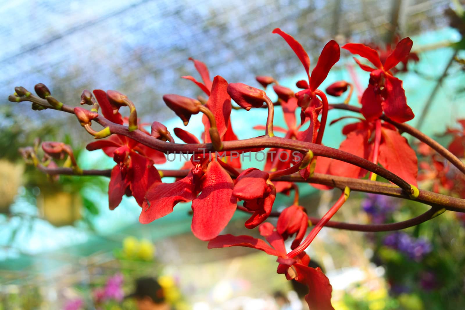 Together a bouquet of red orchids with plants