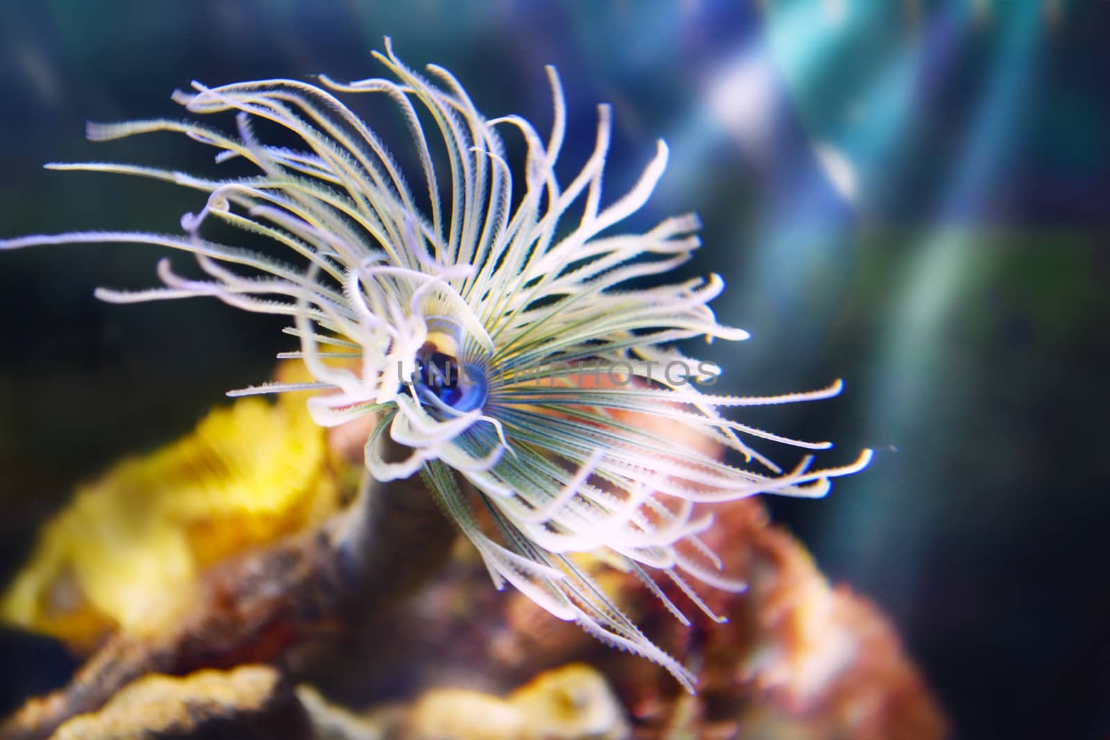 Anemones and corals with rock in underwater