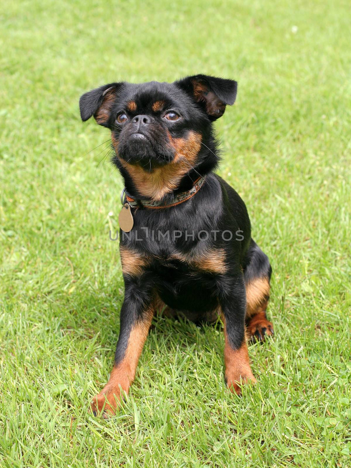 Portrait of black Petit Brabancon dog