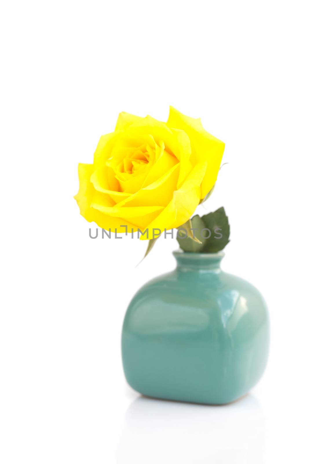  beautiful yellow rose isolated on white by jannyjus