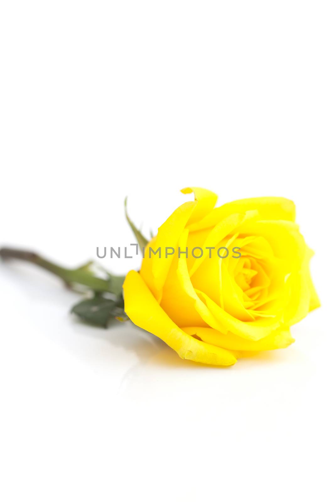  beautiful yellow rose isolated on white by jannyjus